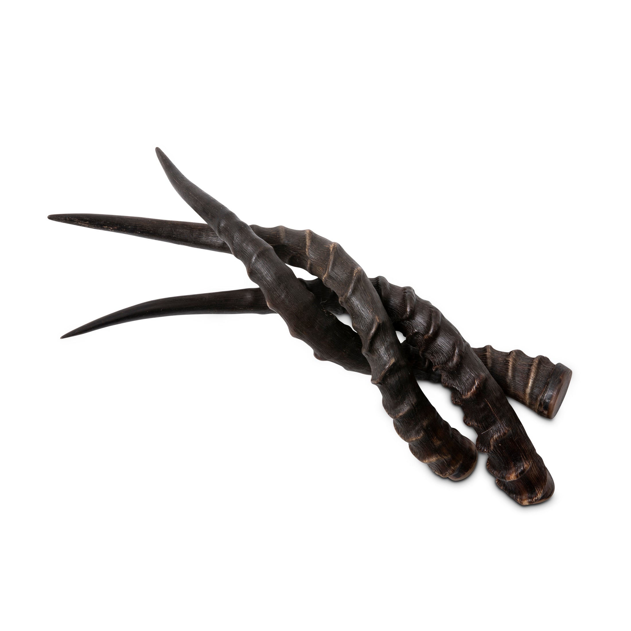 Natural Impala Horn