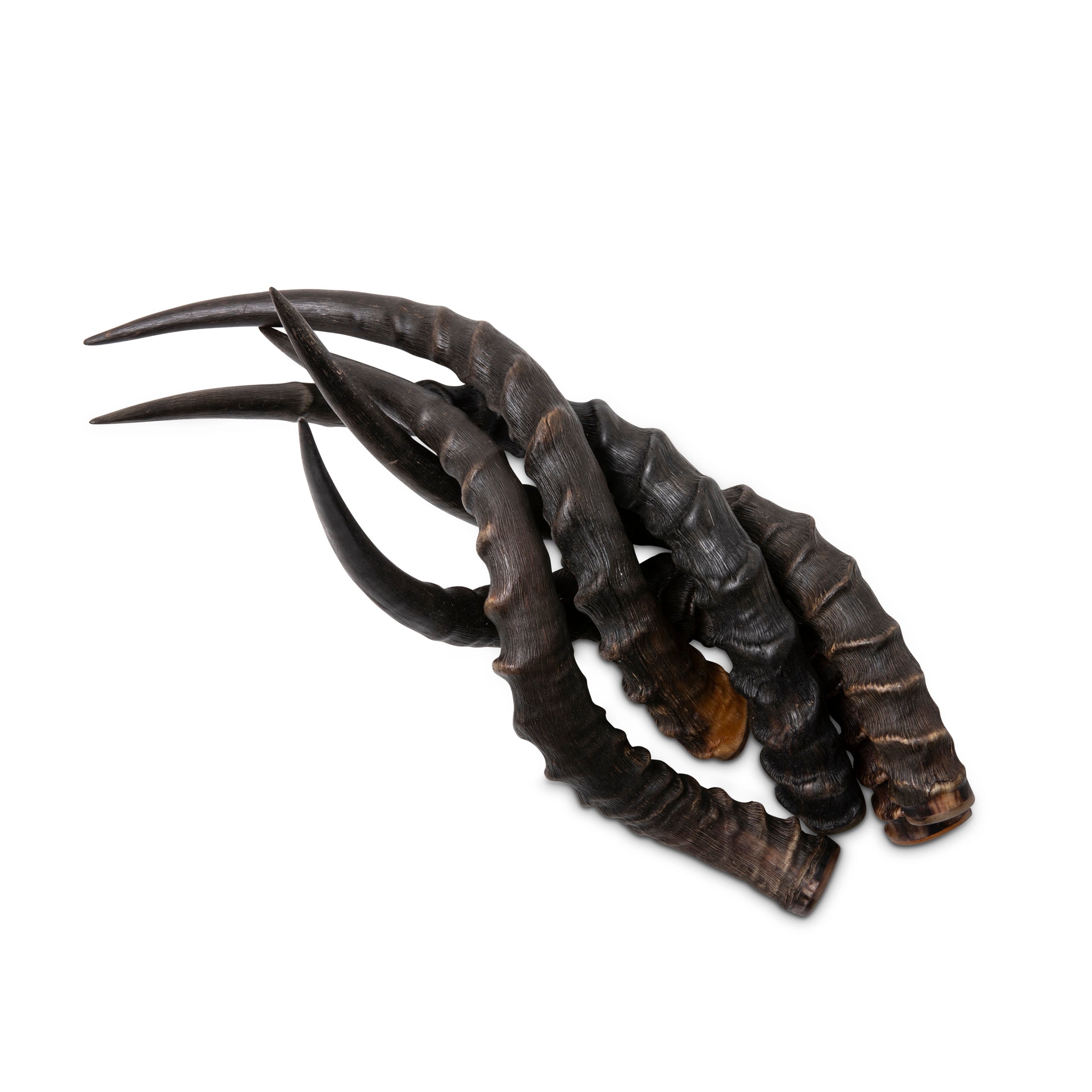 Natural Impala Horn