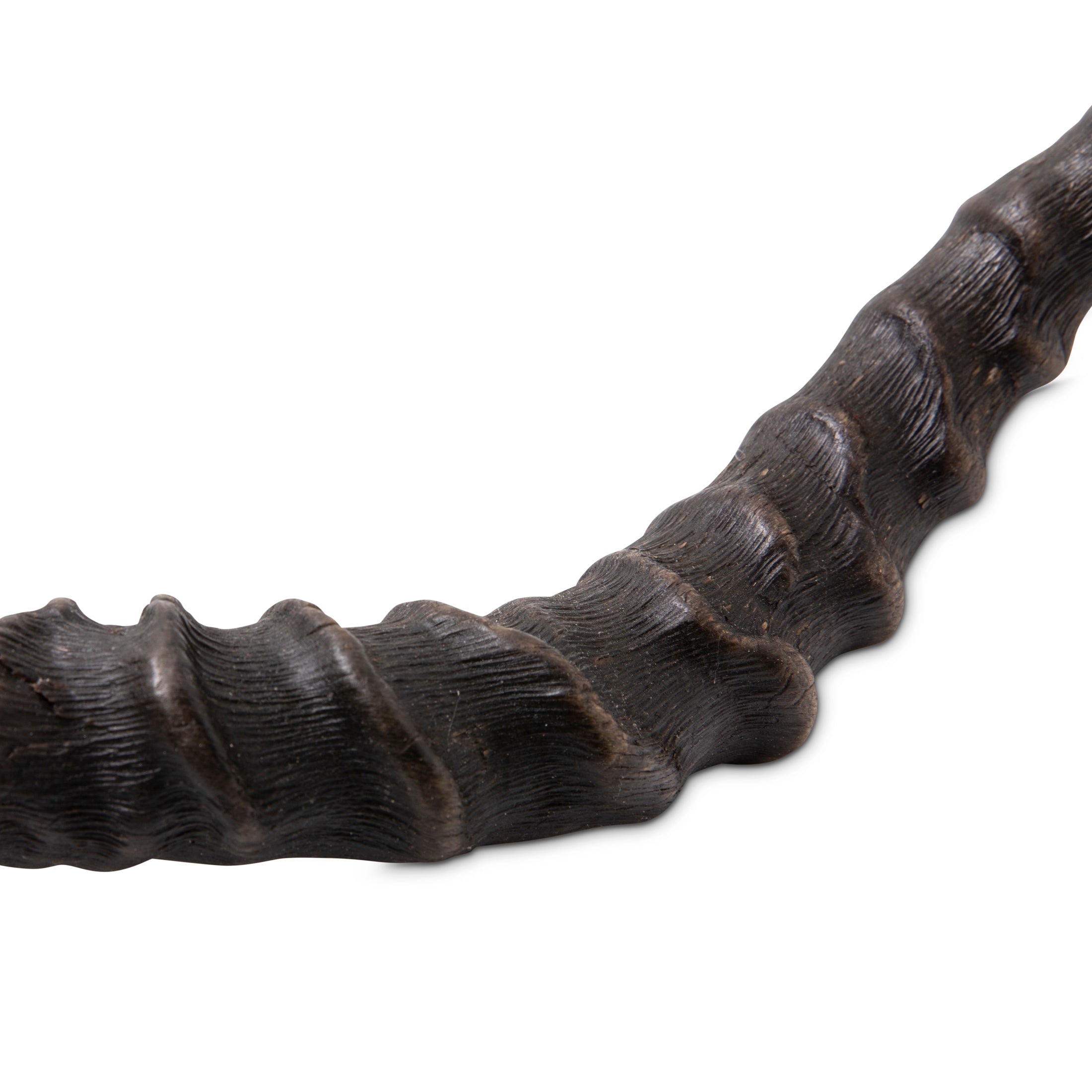 Natural Impala Horn