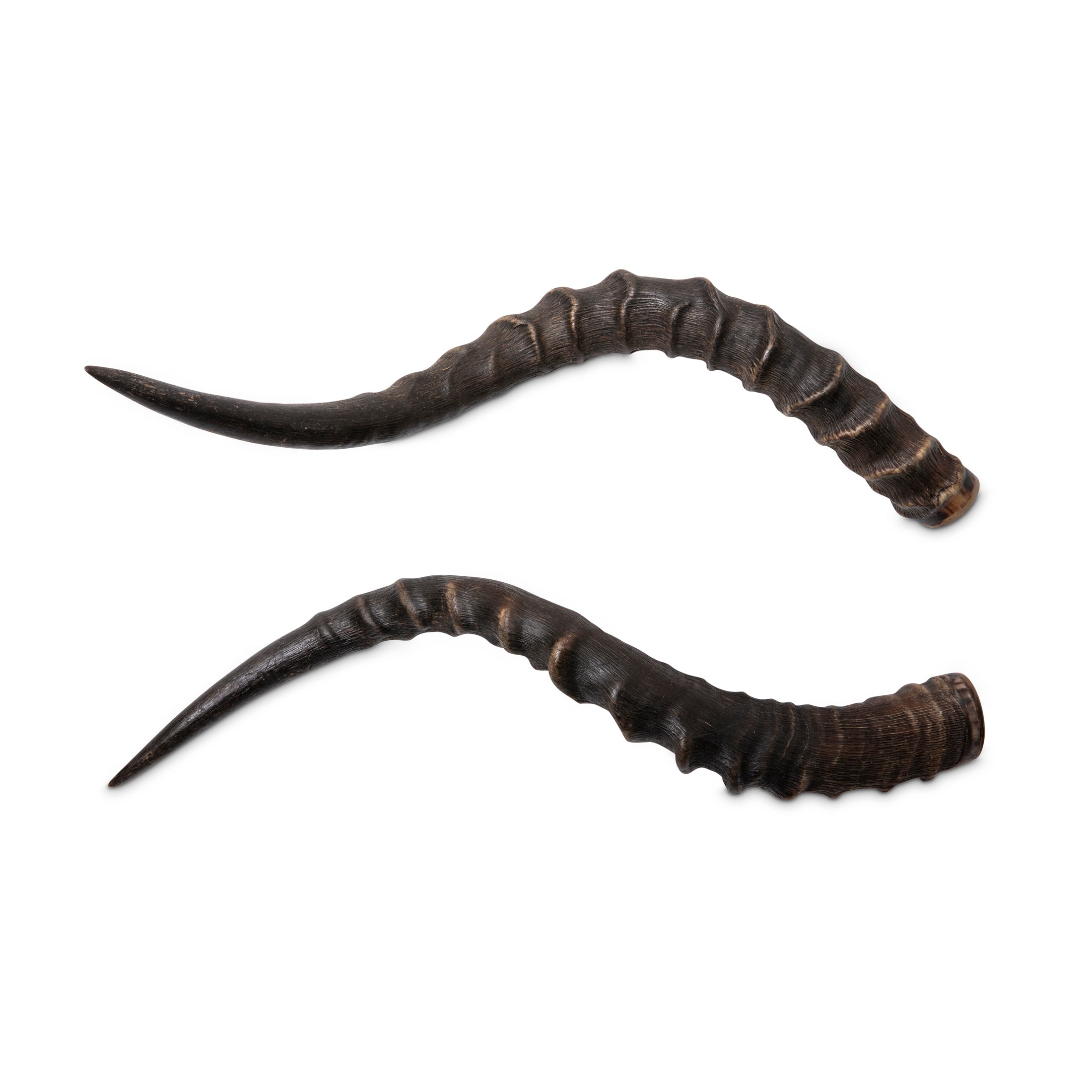 Natural Impala Horn