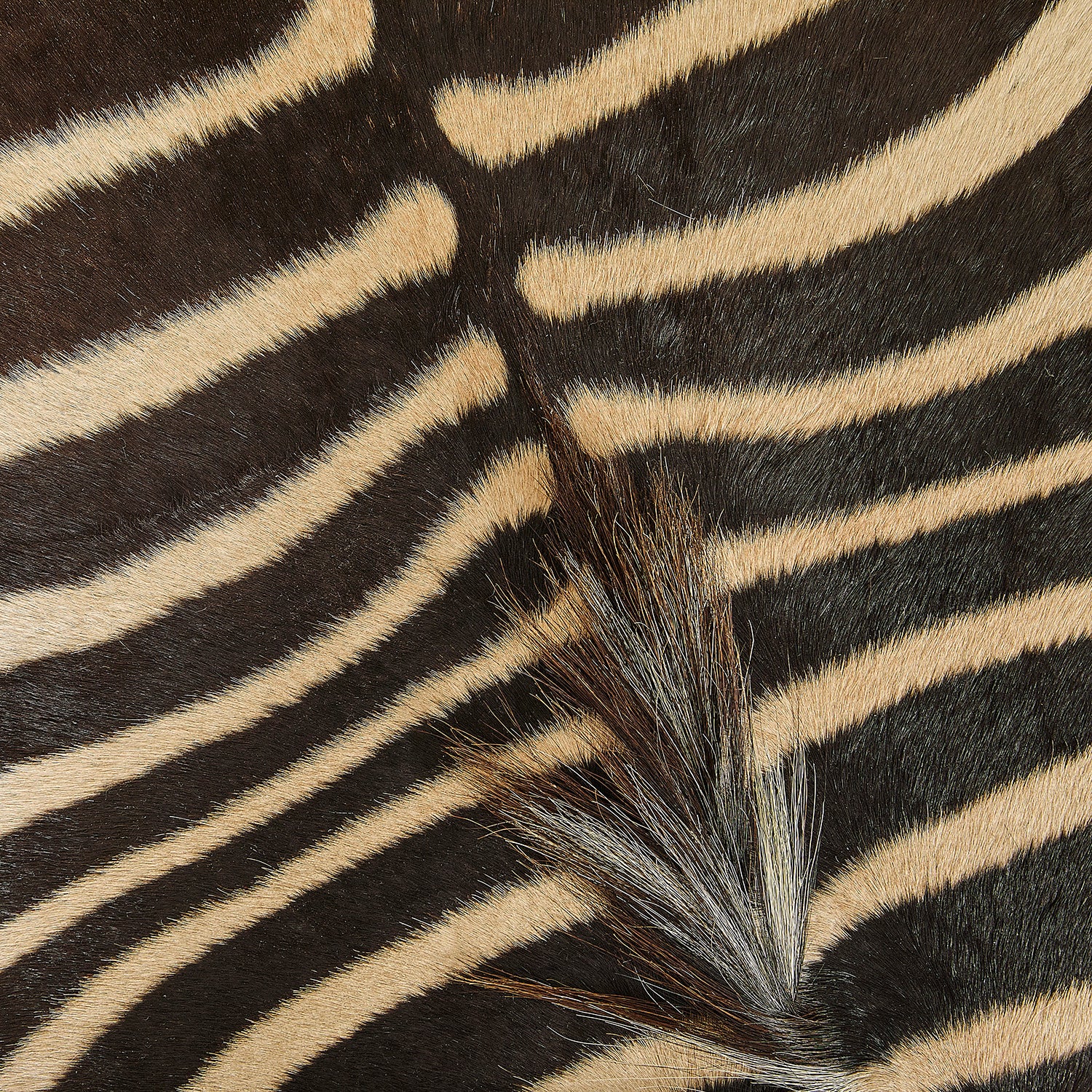 Large Round Zebra Hide Ottoman