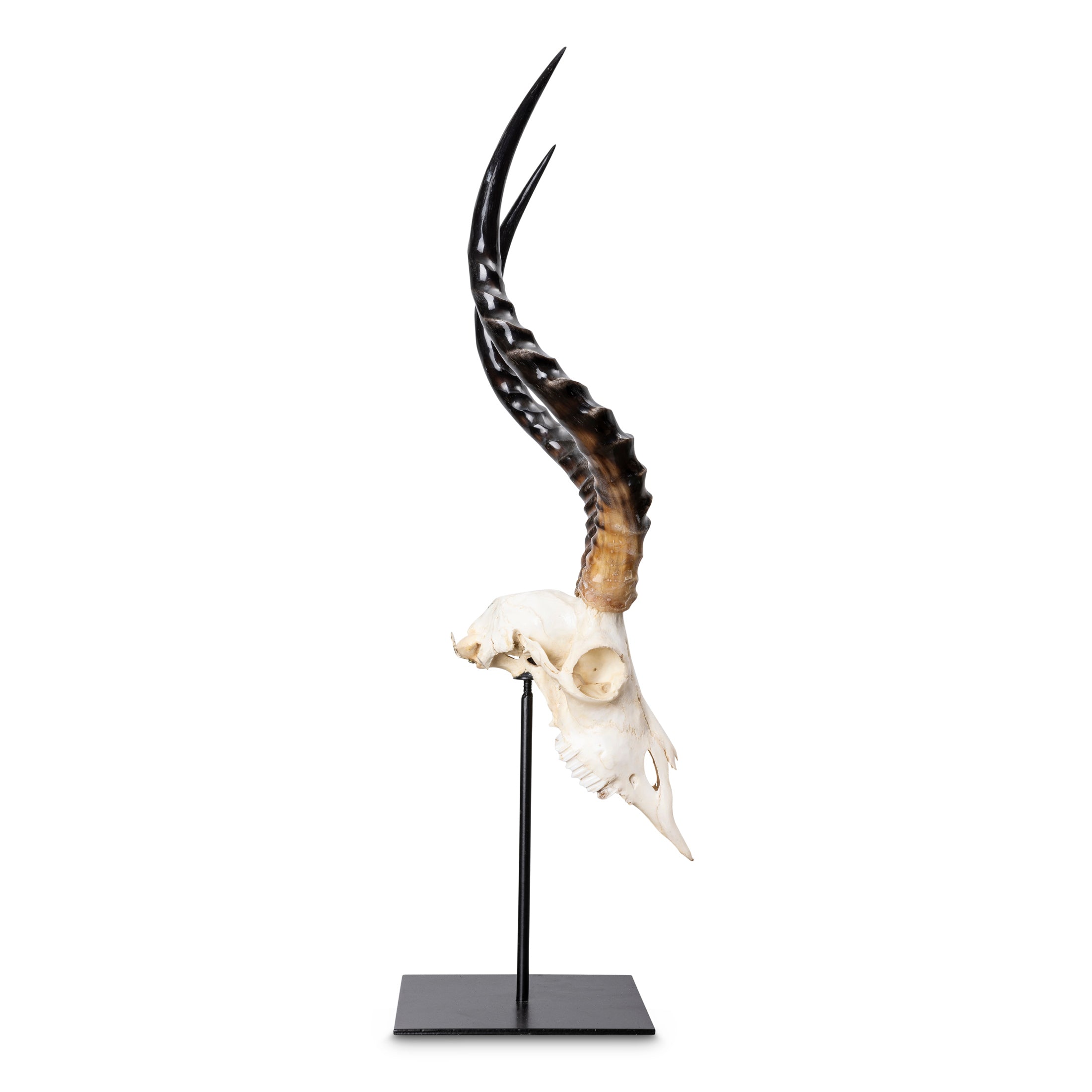 Mounted Impala Skull