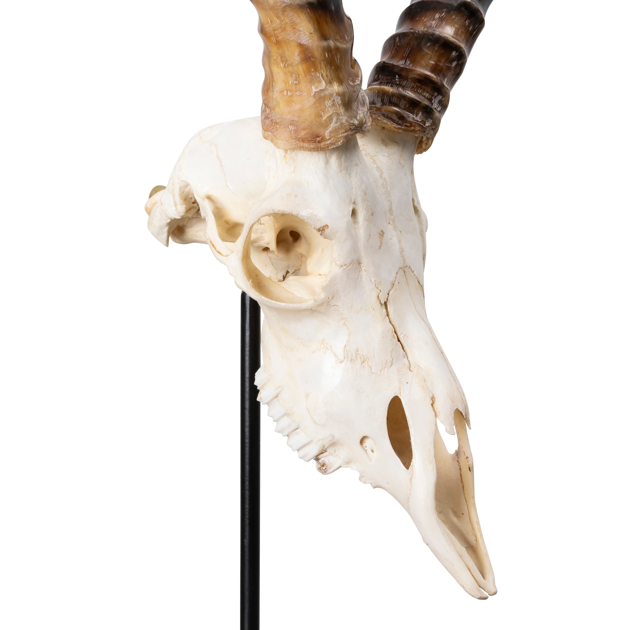 Mounted Impala Skull