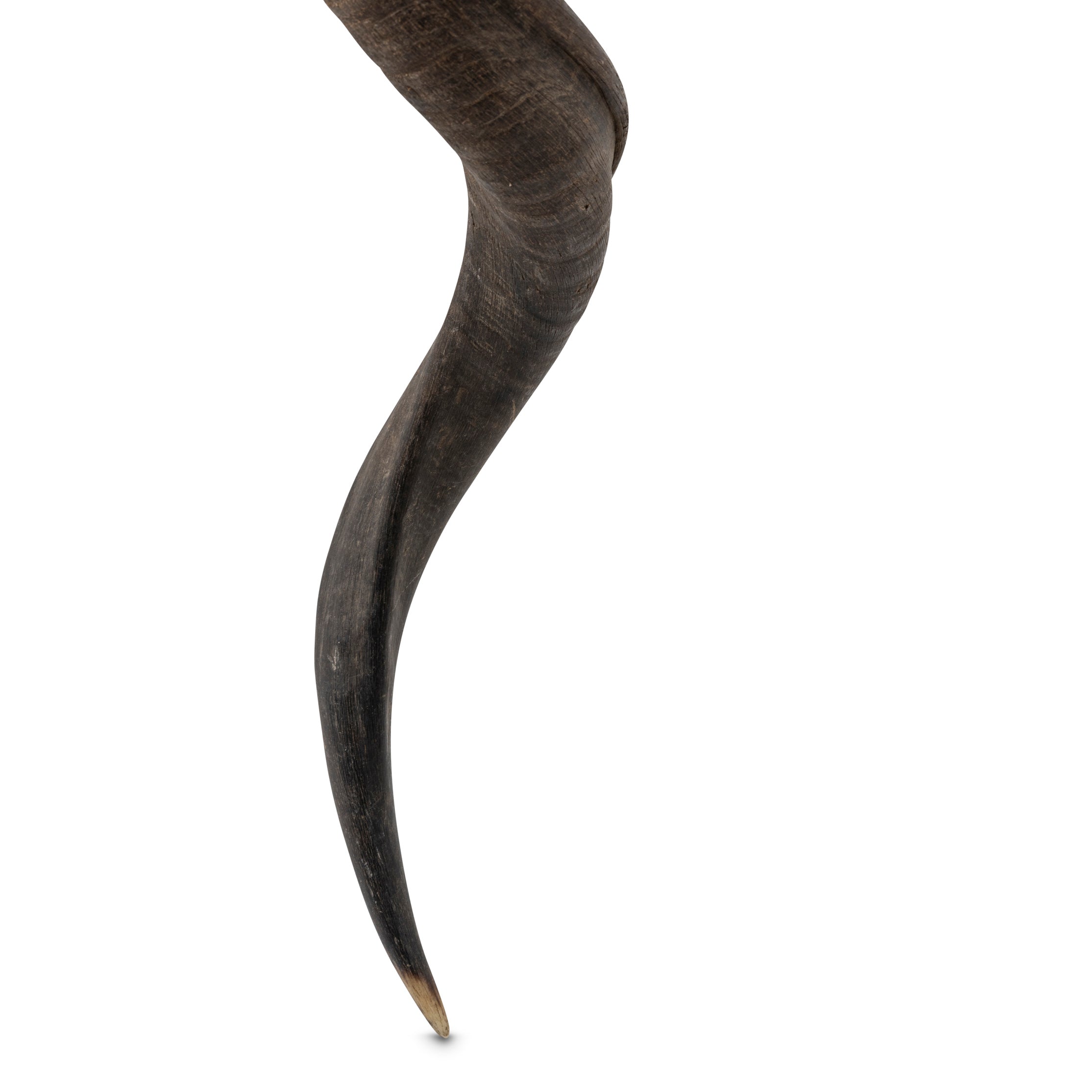 Natural Kudu Horn Table