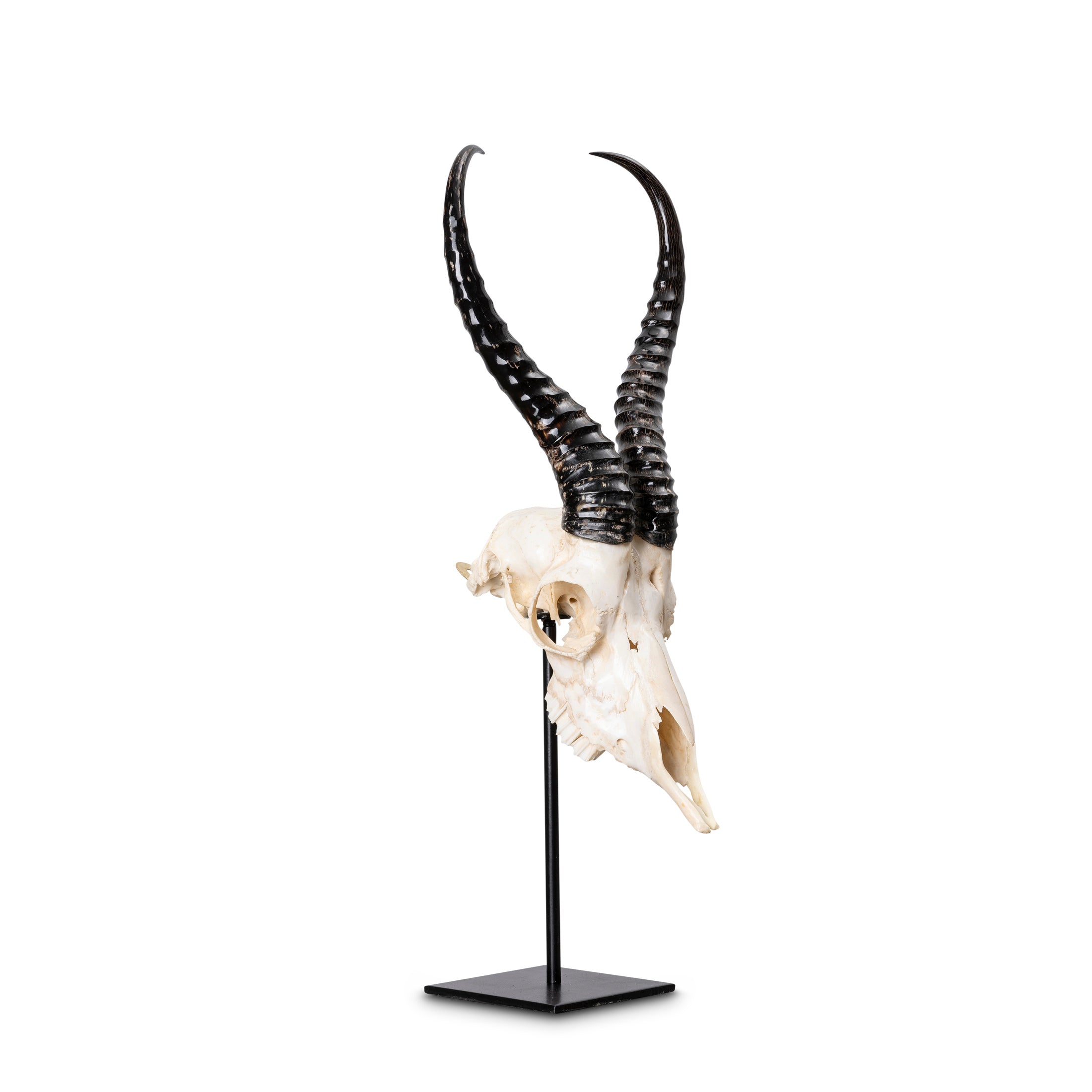 Mounted Springbok Skull