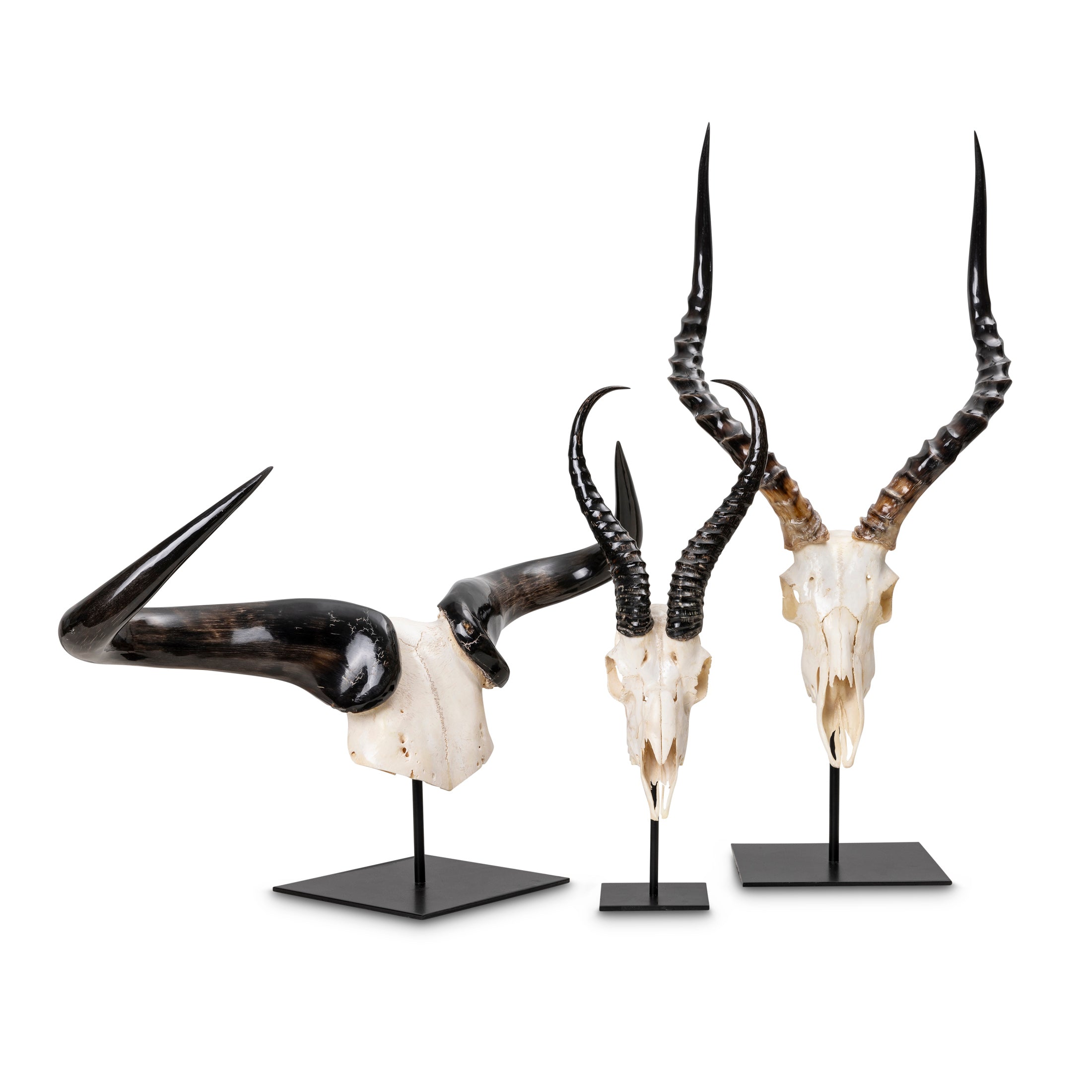 Mounted Springbok Skull