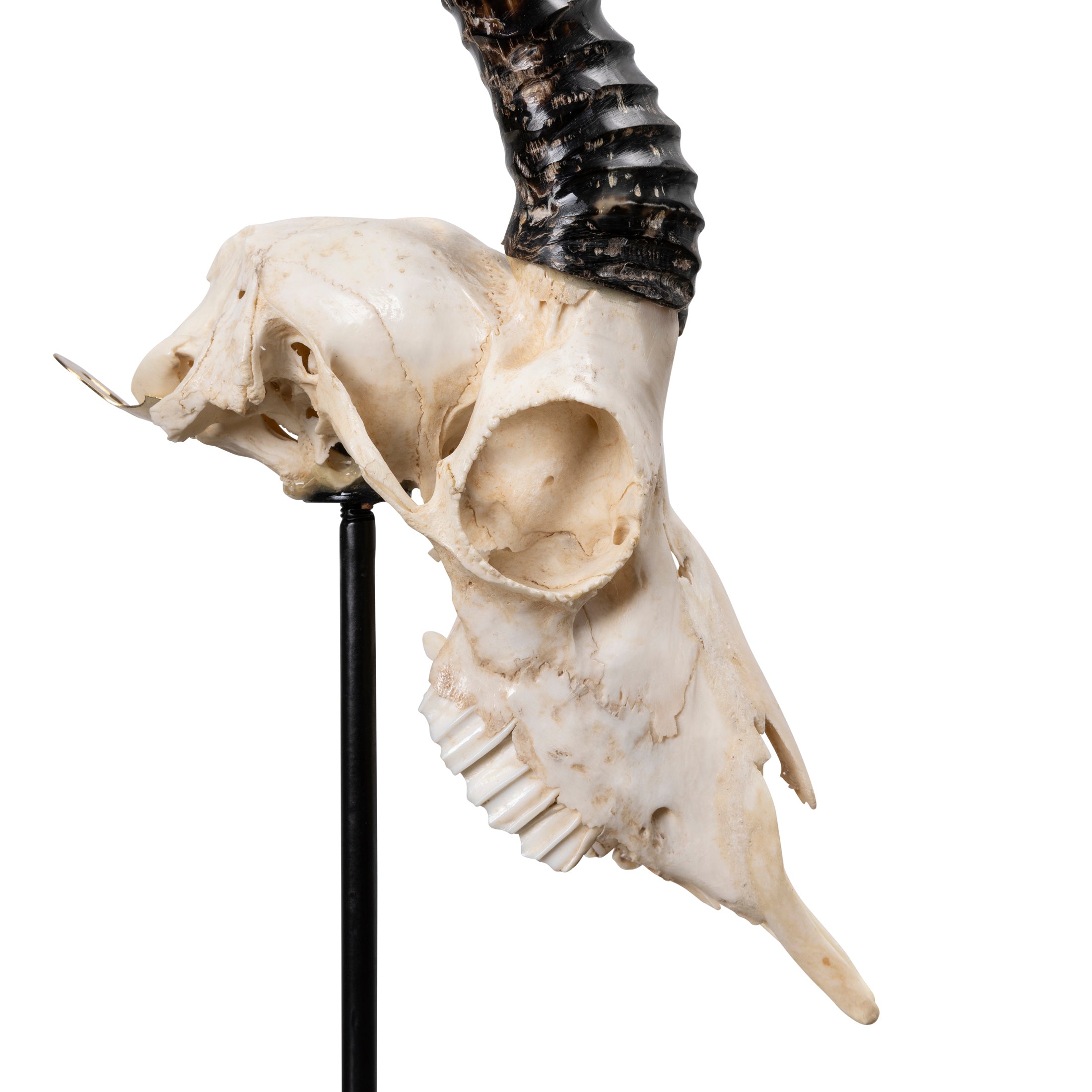 Mounted Springbok Skull
