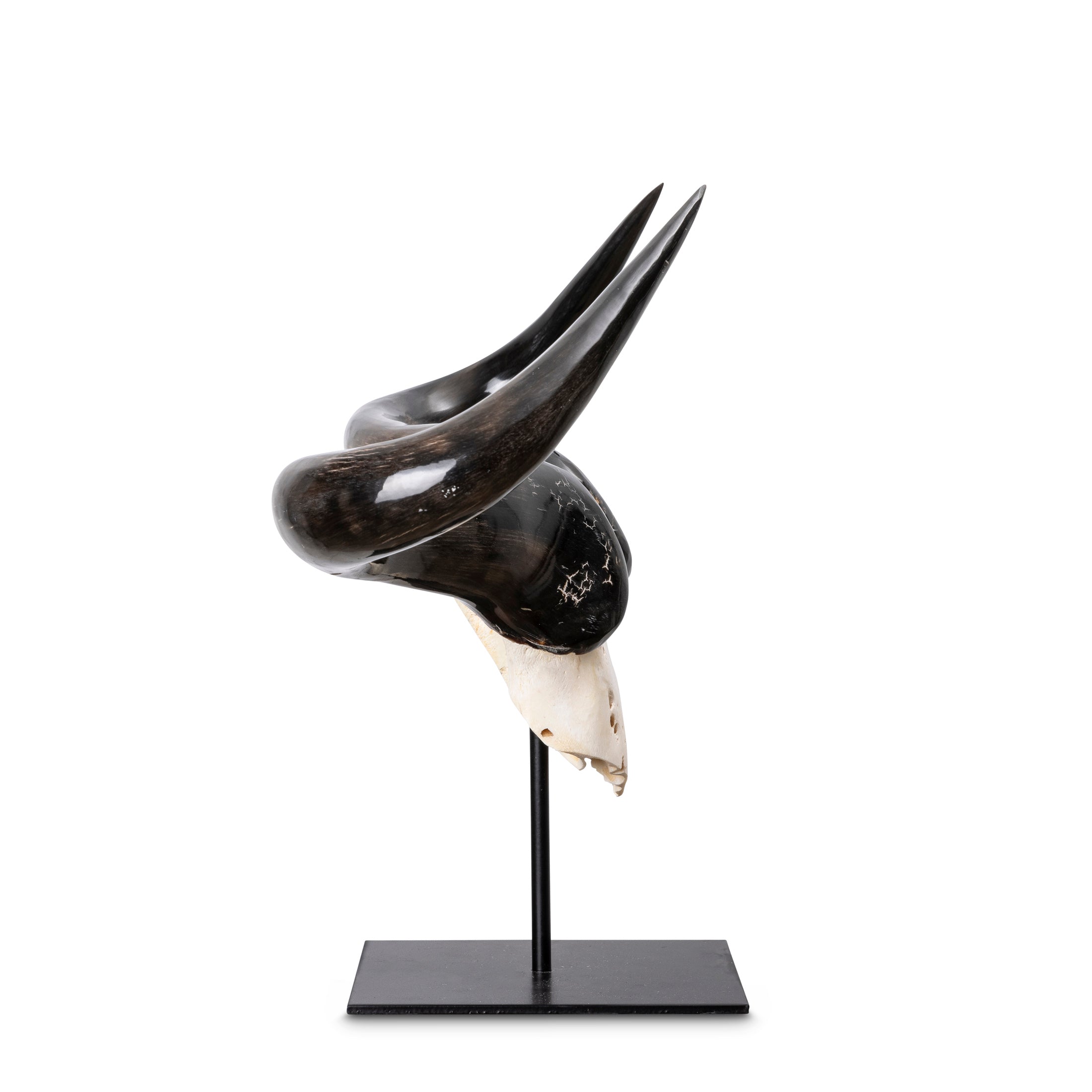 Mounted Wildebeest Skullplate