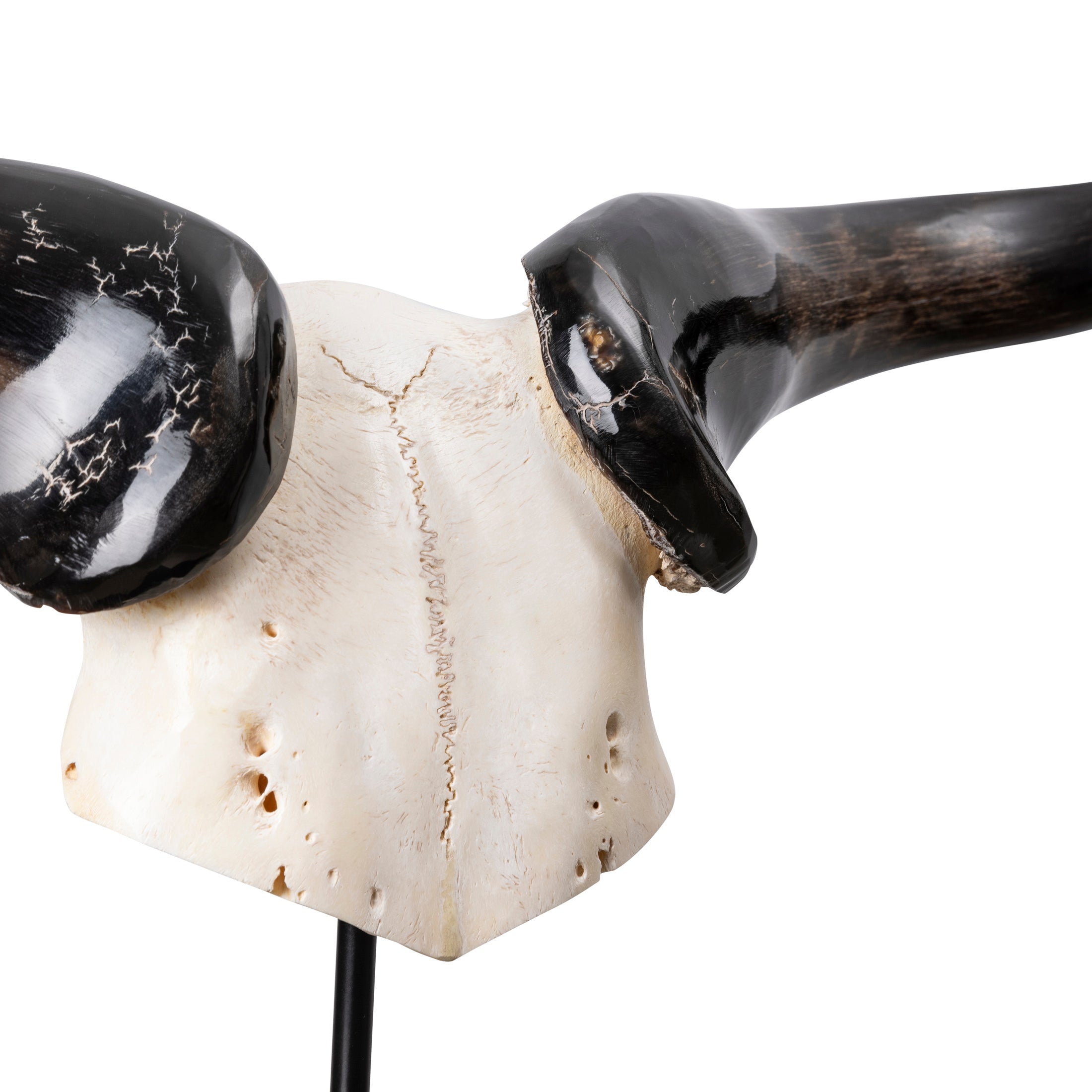 Mounted Wildebeest Skullplate
