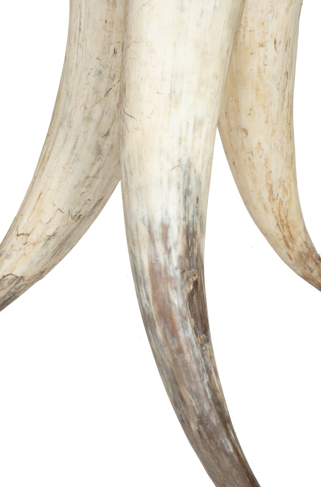 Cow Horn Table - Large