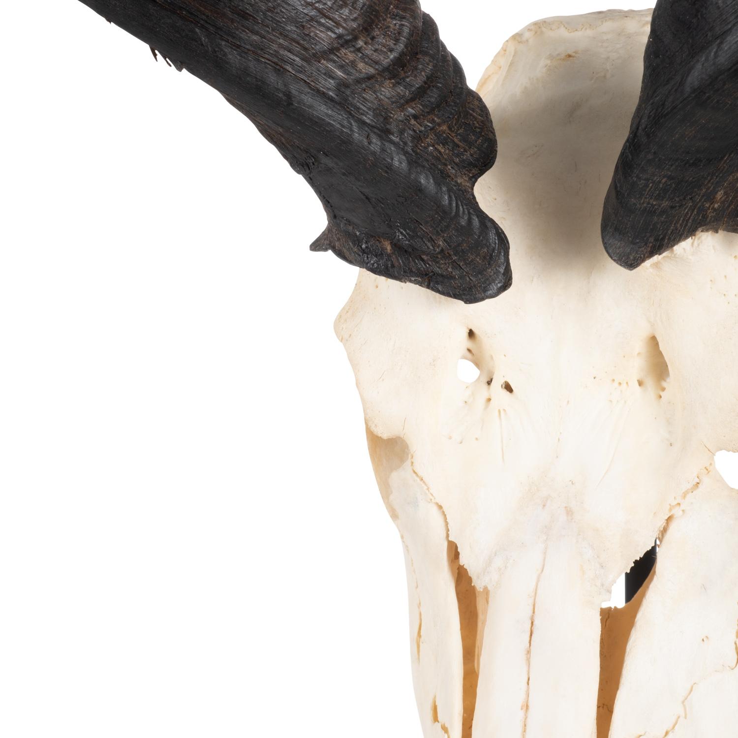 Mounted Natural Kudu Skull - Large
