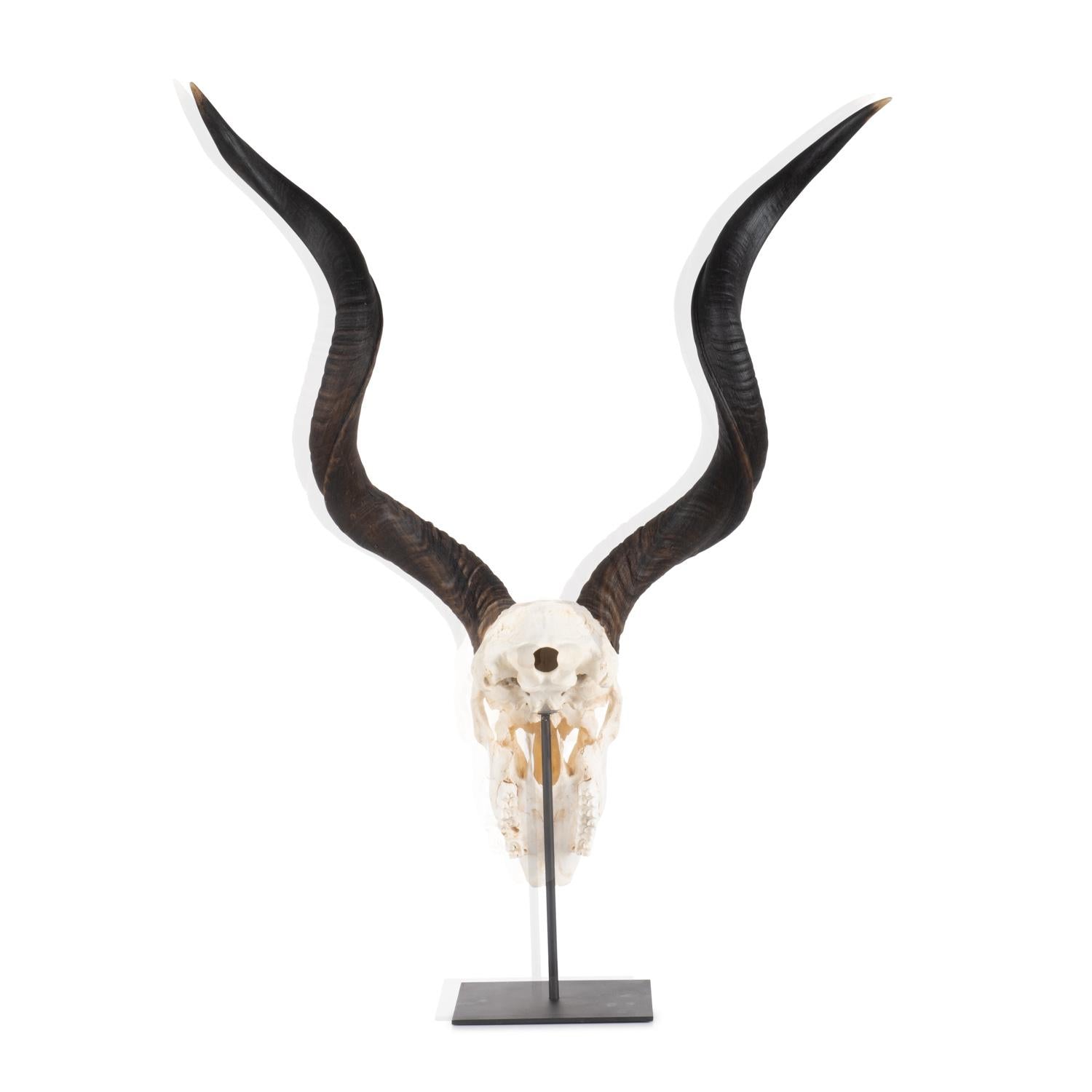 Mounted Natural Kudu Skull - Large