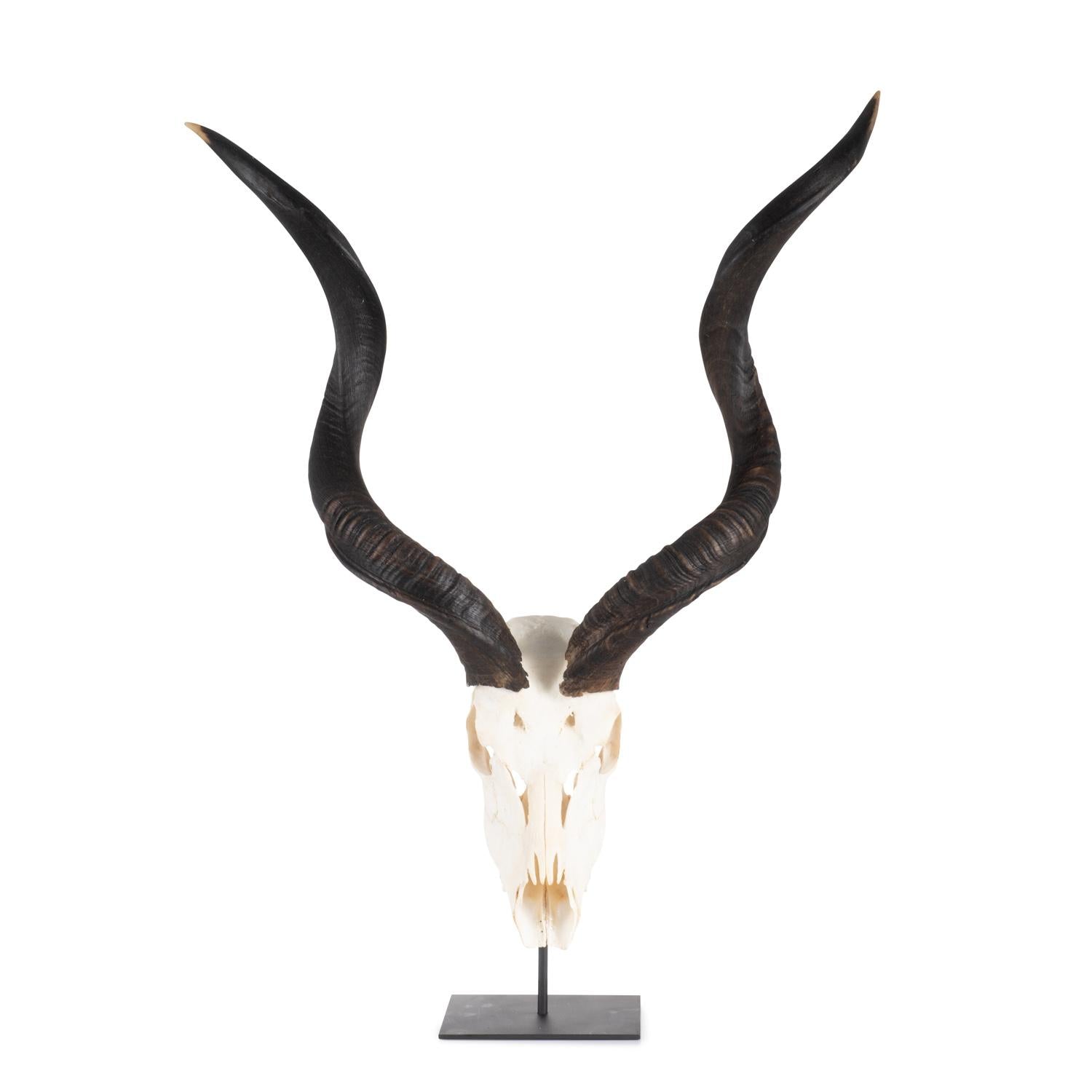 Mounted Natural Kudu Skull - Large