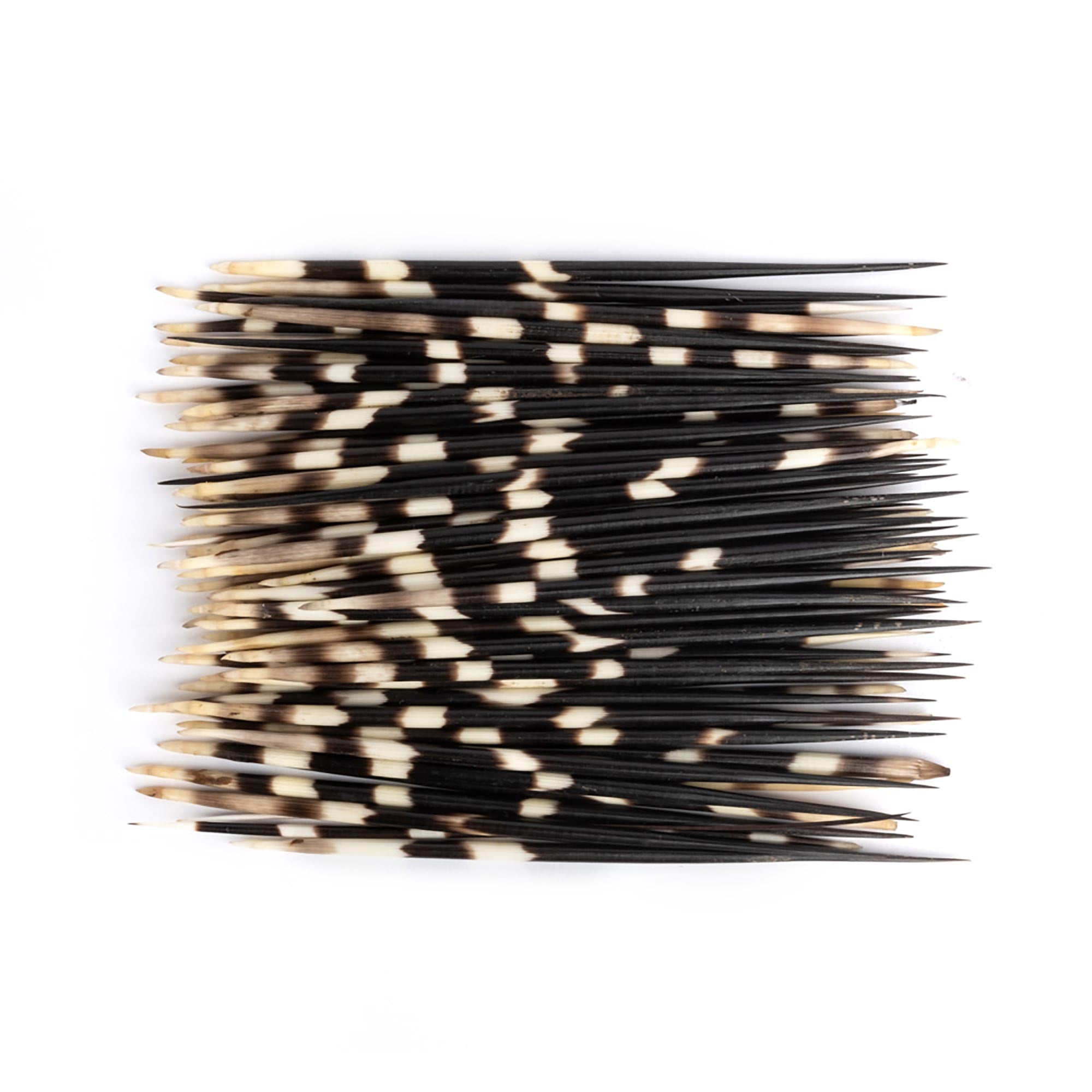 Porcupine Quill Bundle (S/50)