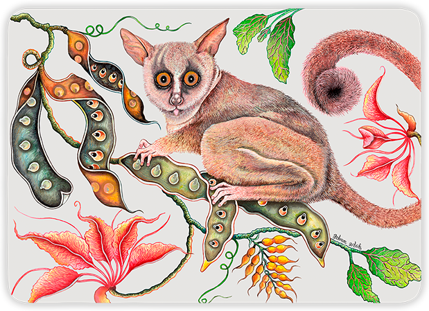 Camp Critters Bush Baby Placemats (Pair) - Chalk