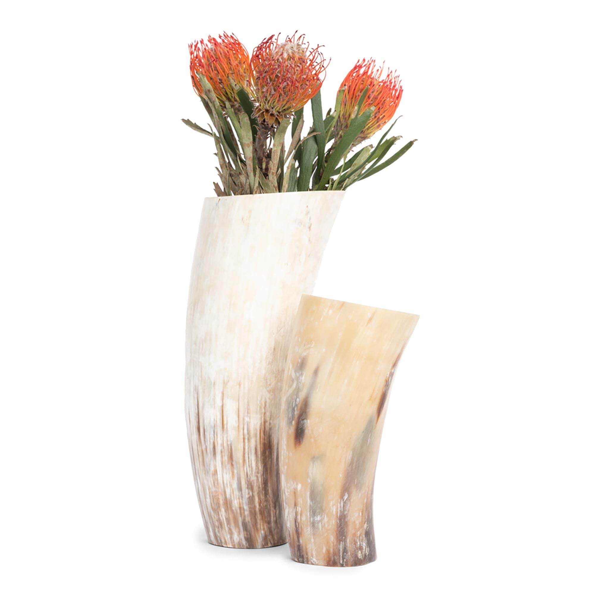 Cow Horn Vase - 8"