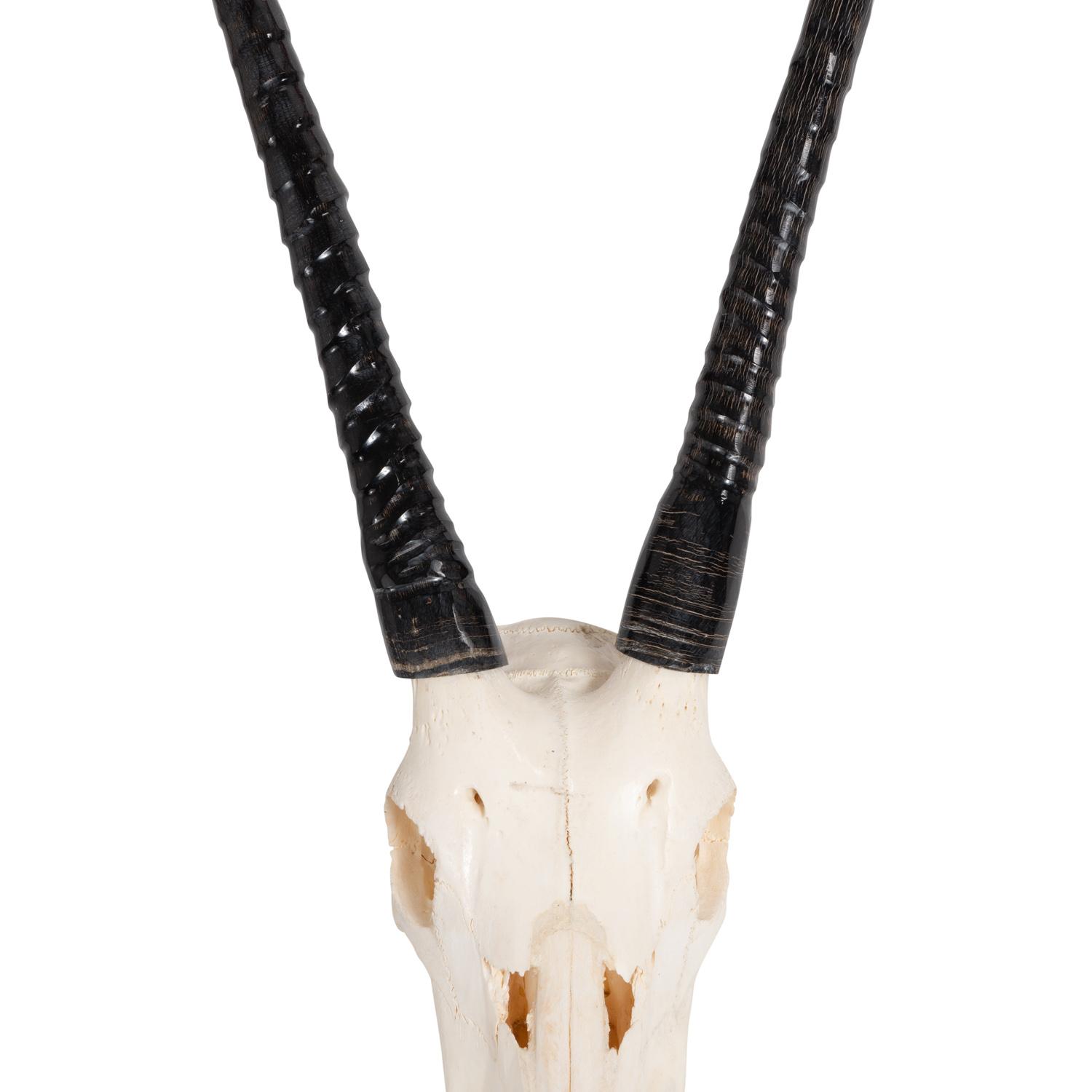 Wall Mounted Gemsbok Skull