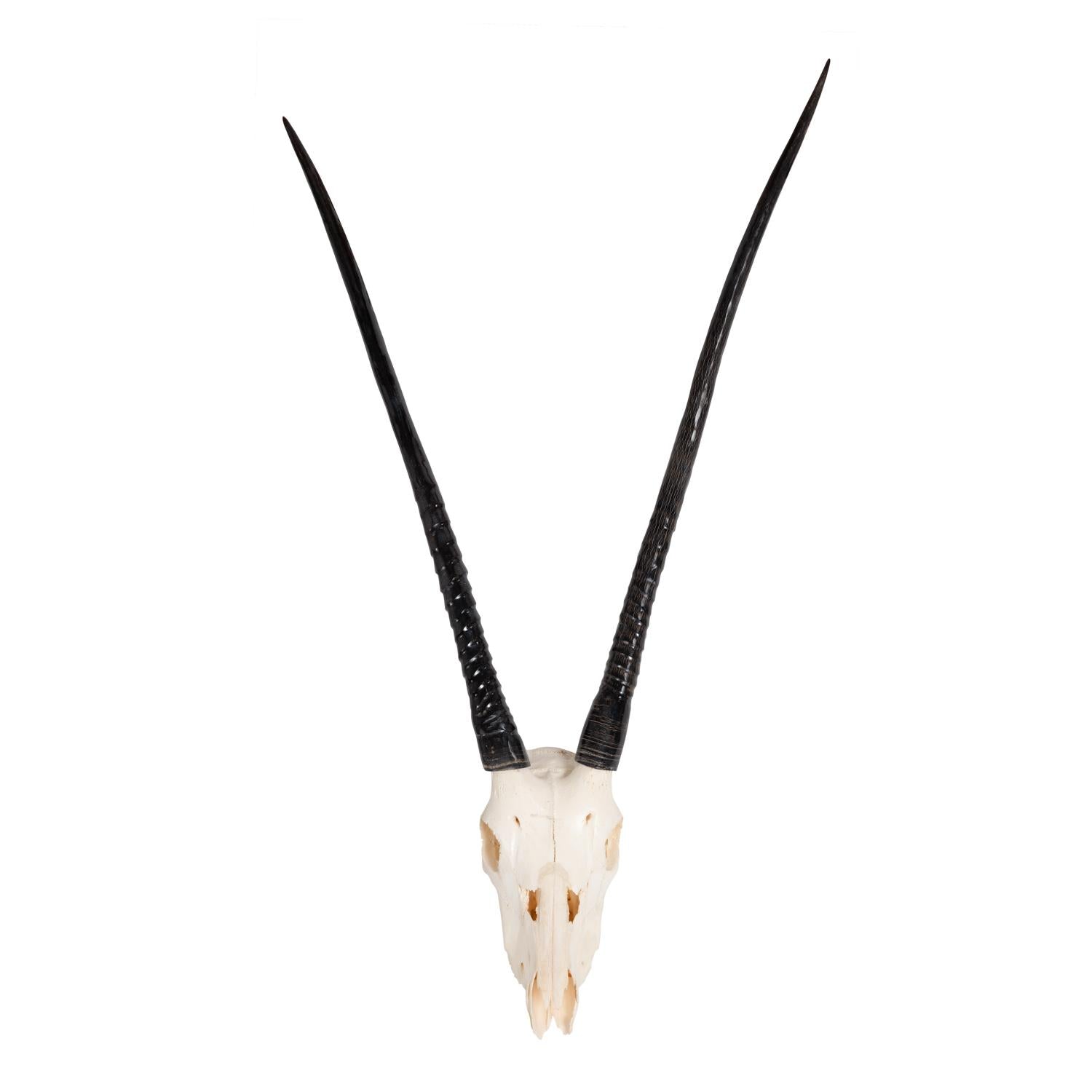 Wall Mounted Gemsbok Skull