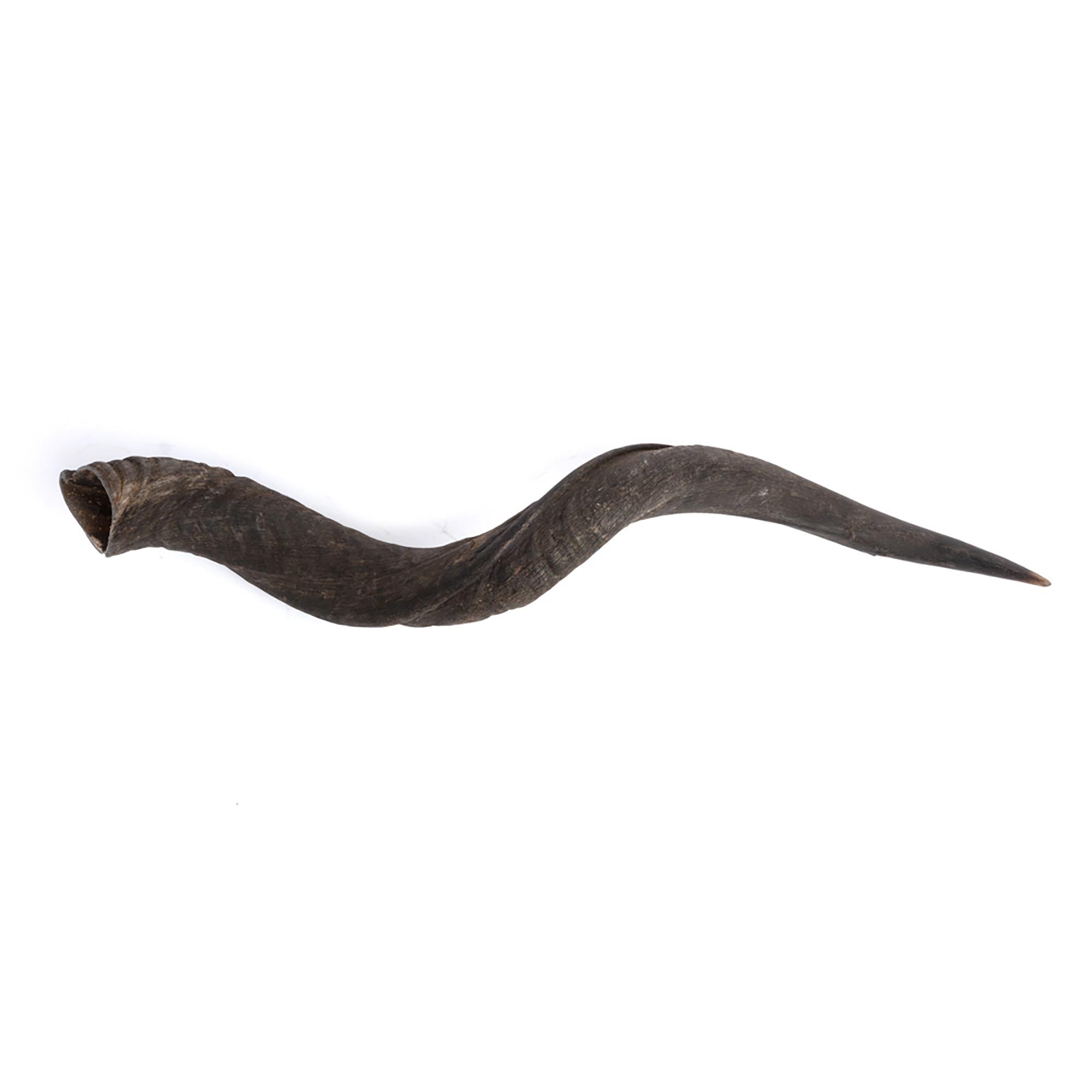 Natural Kudu Horn