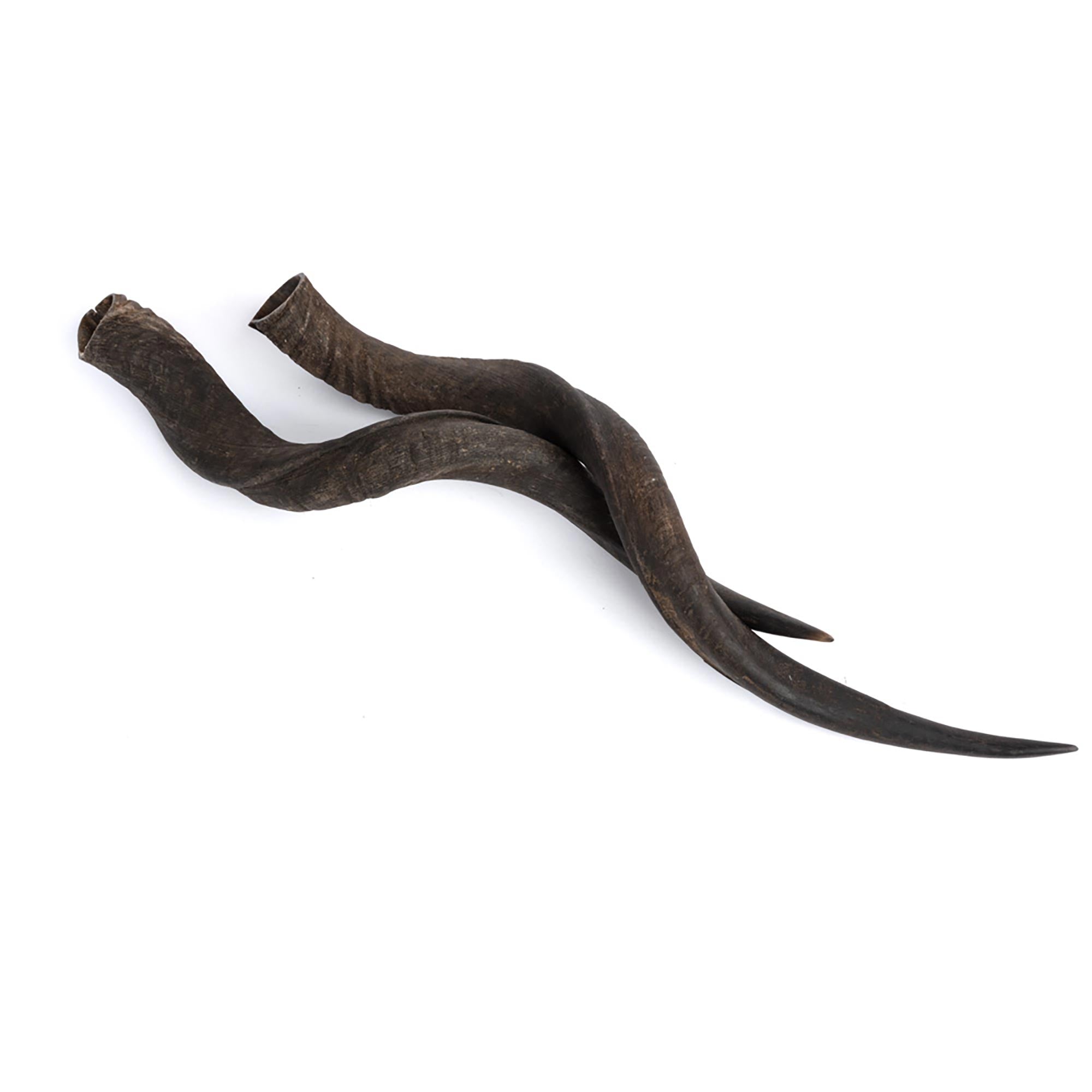 Natural Kudu Horn