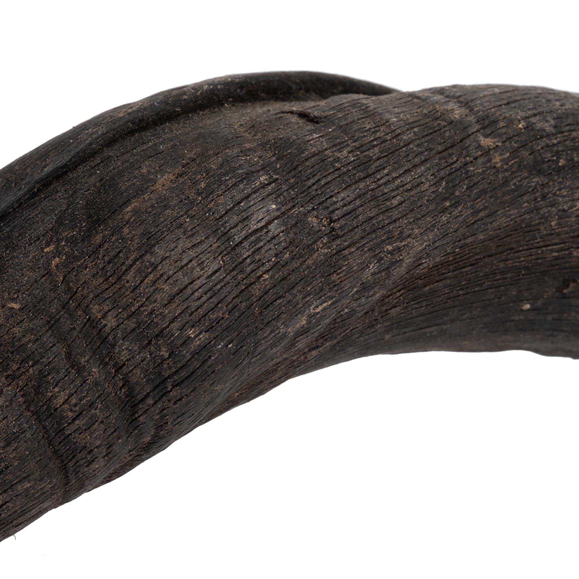 Natural Kudu Horn