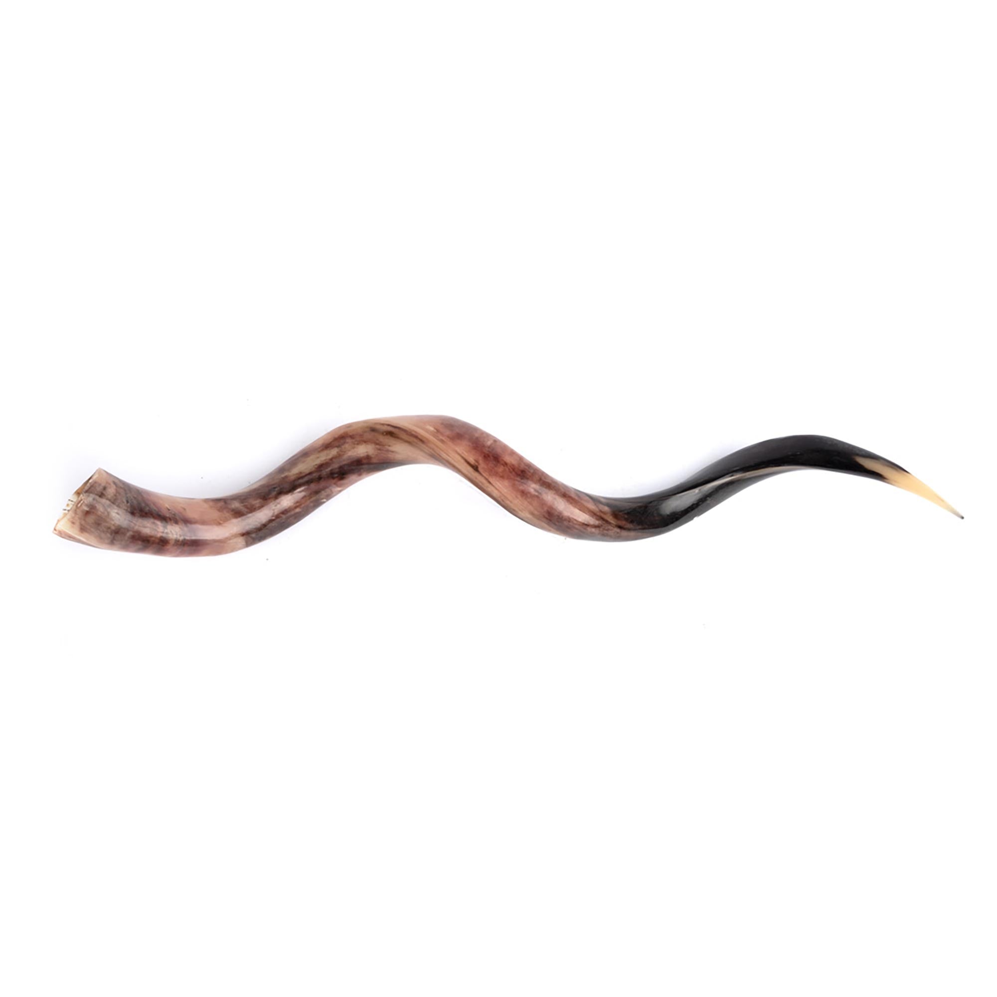 Polished Kudu Horn