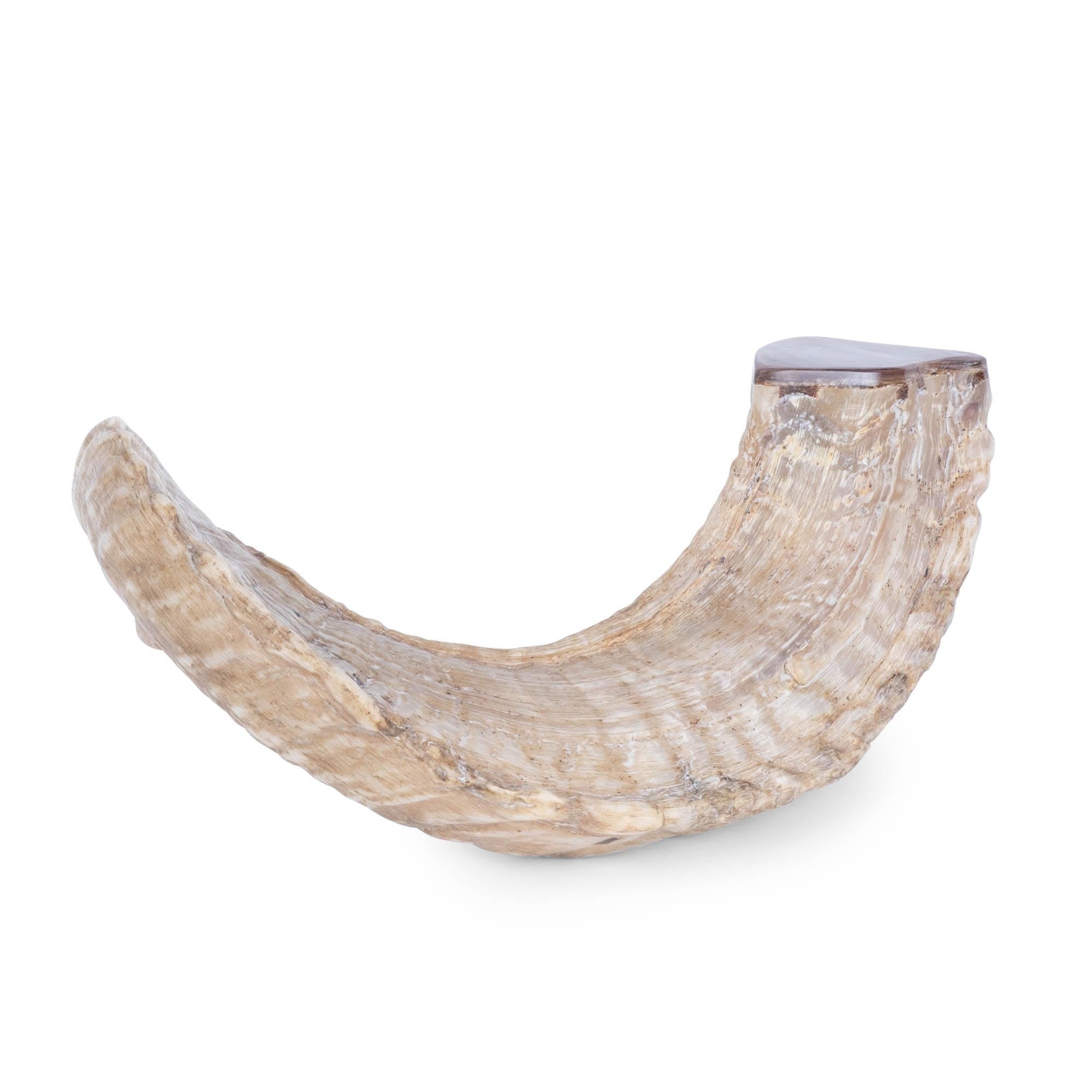 Polished Ram Horn