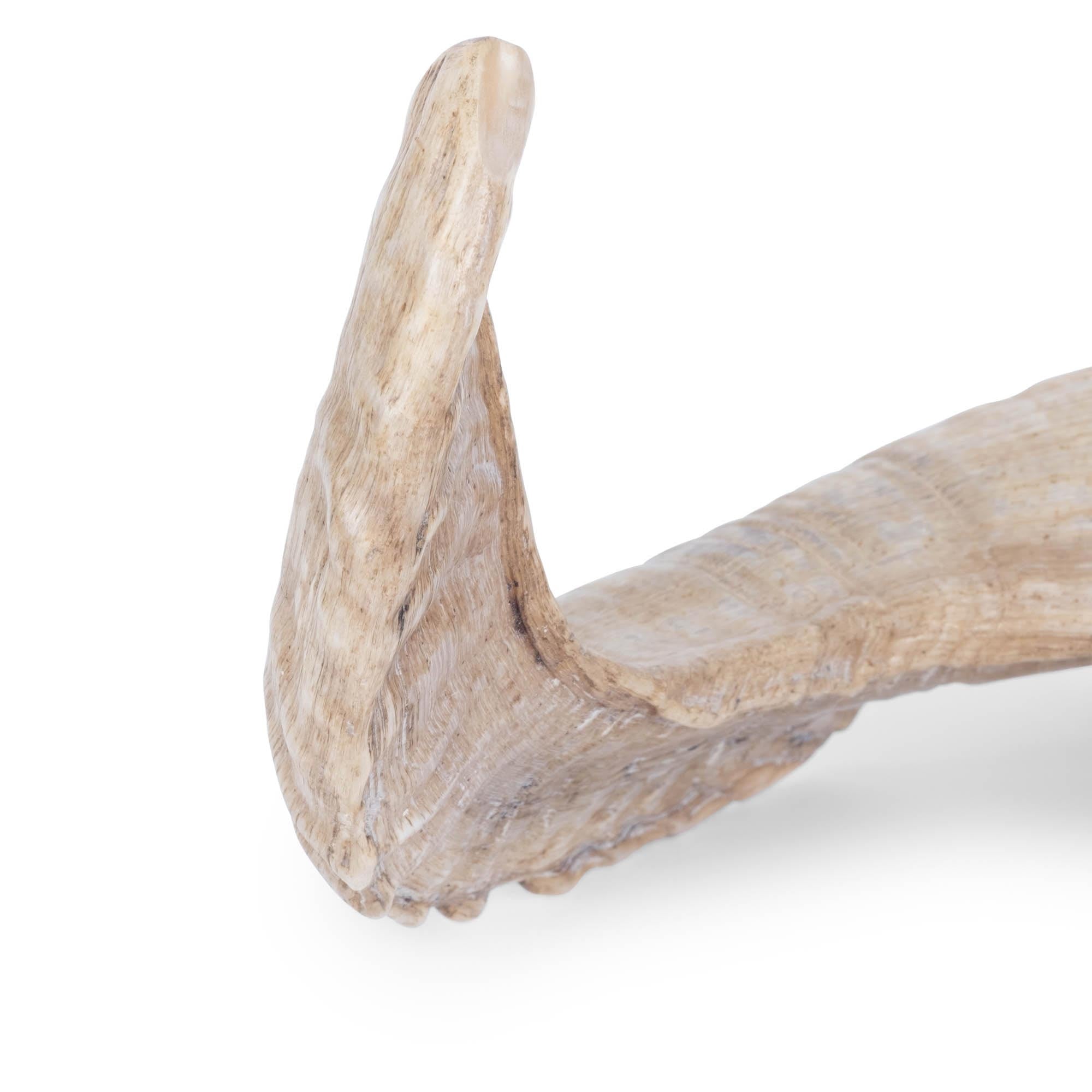 Polished Ram Horn