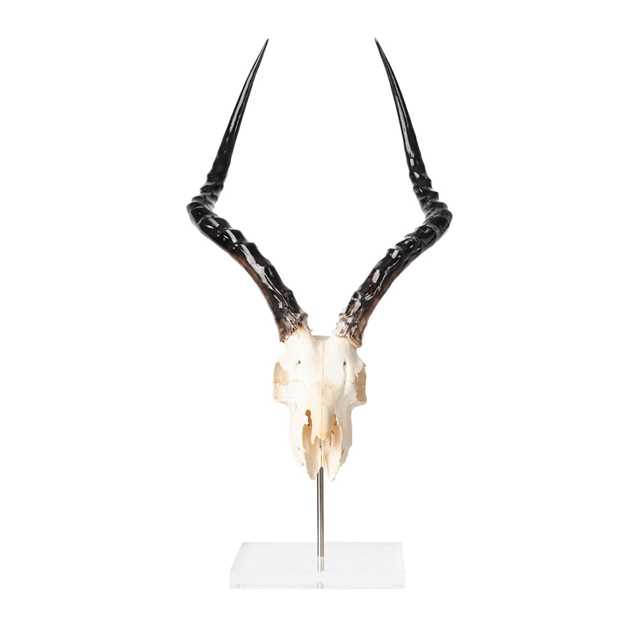 Mounted Impala Skull