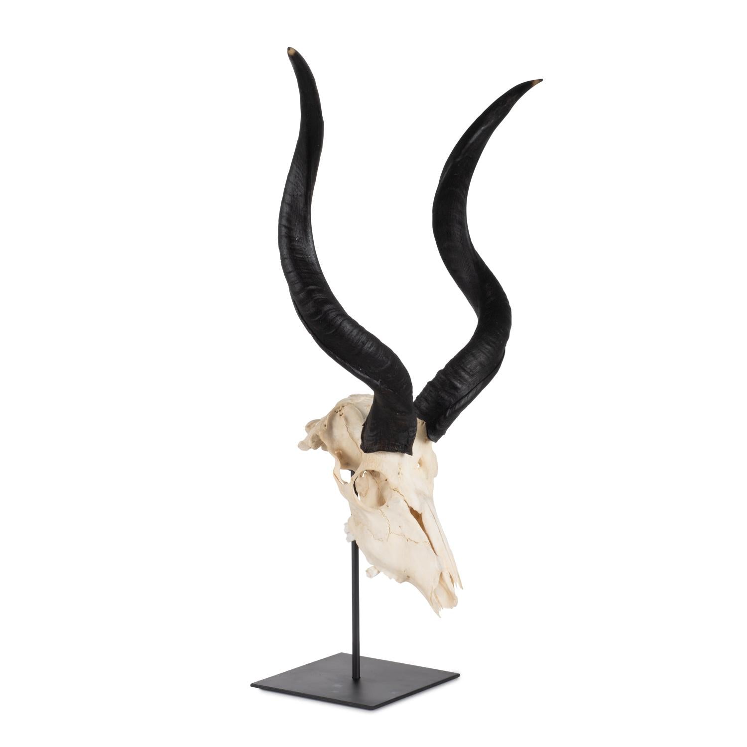 Mounted Natural Kudu Skull - Small