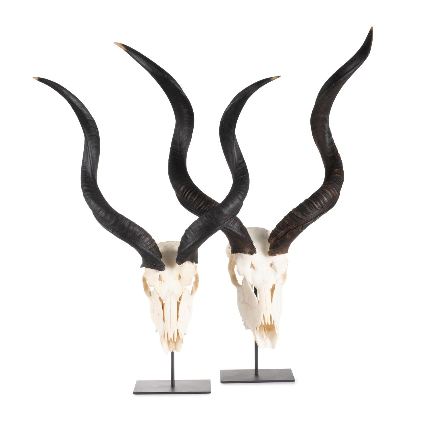 Mounted Natural Kudu Skull - Small