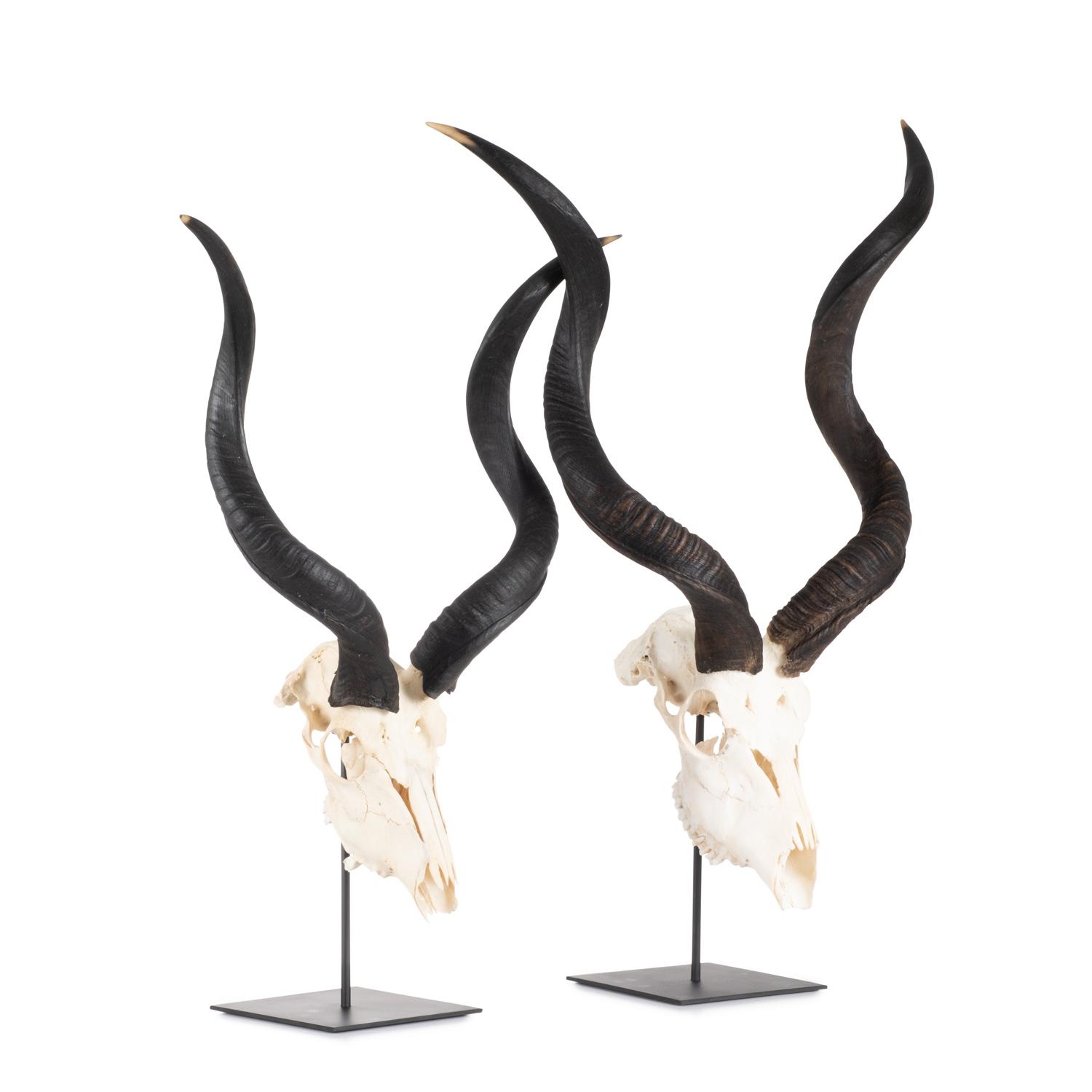 Mounted Natural Kudu Skull - Small