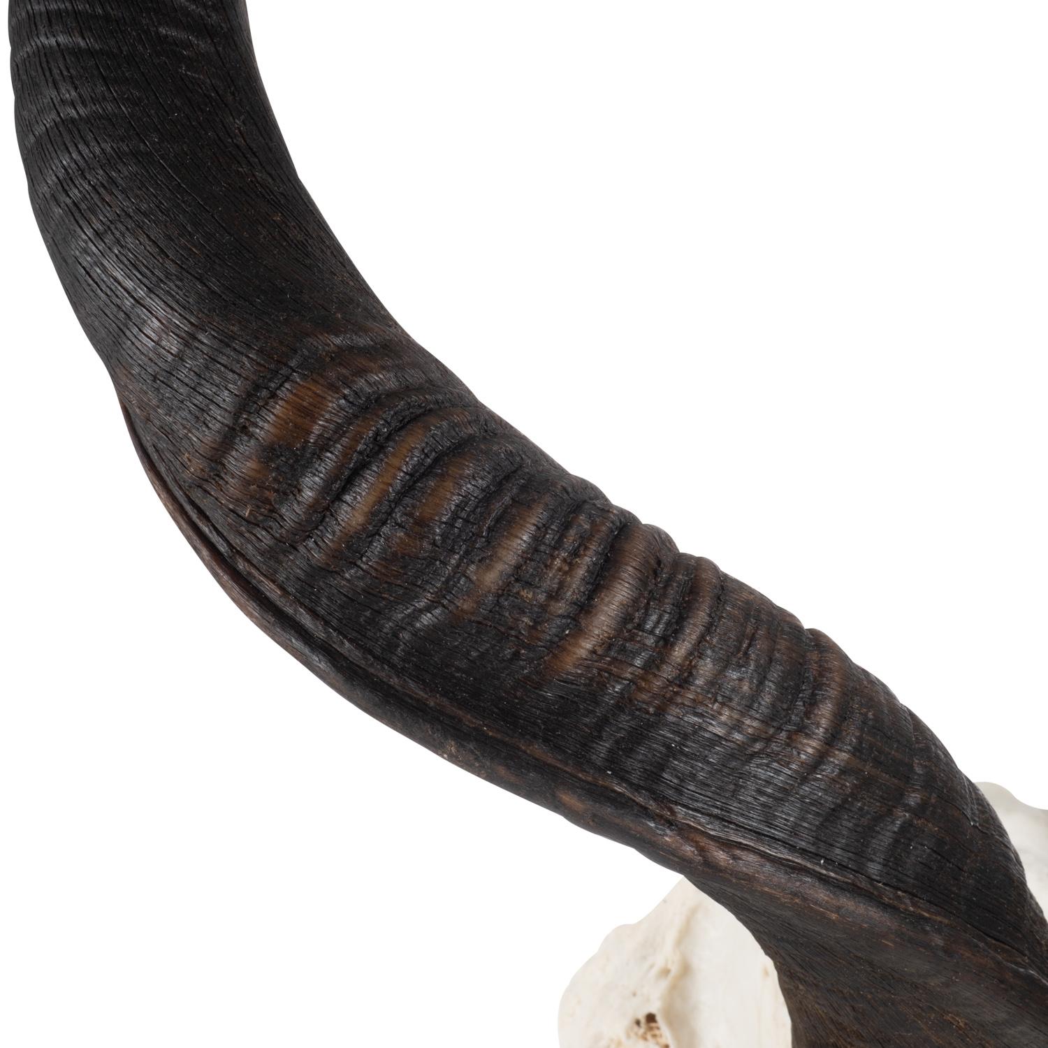 Mounted Natural Kudu Skull - Small