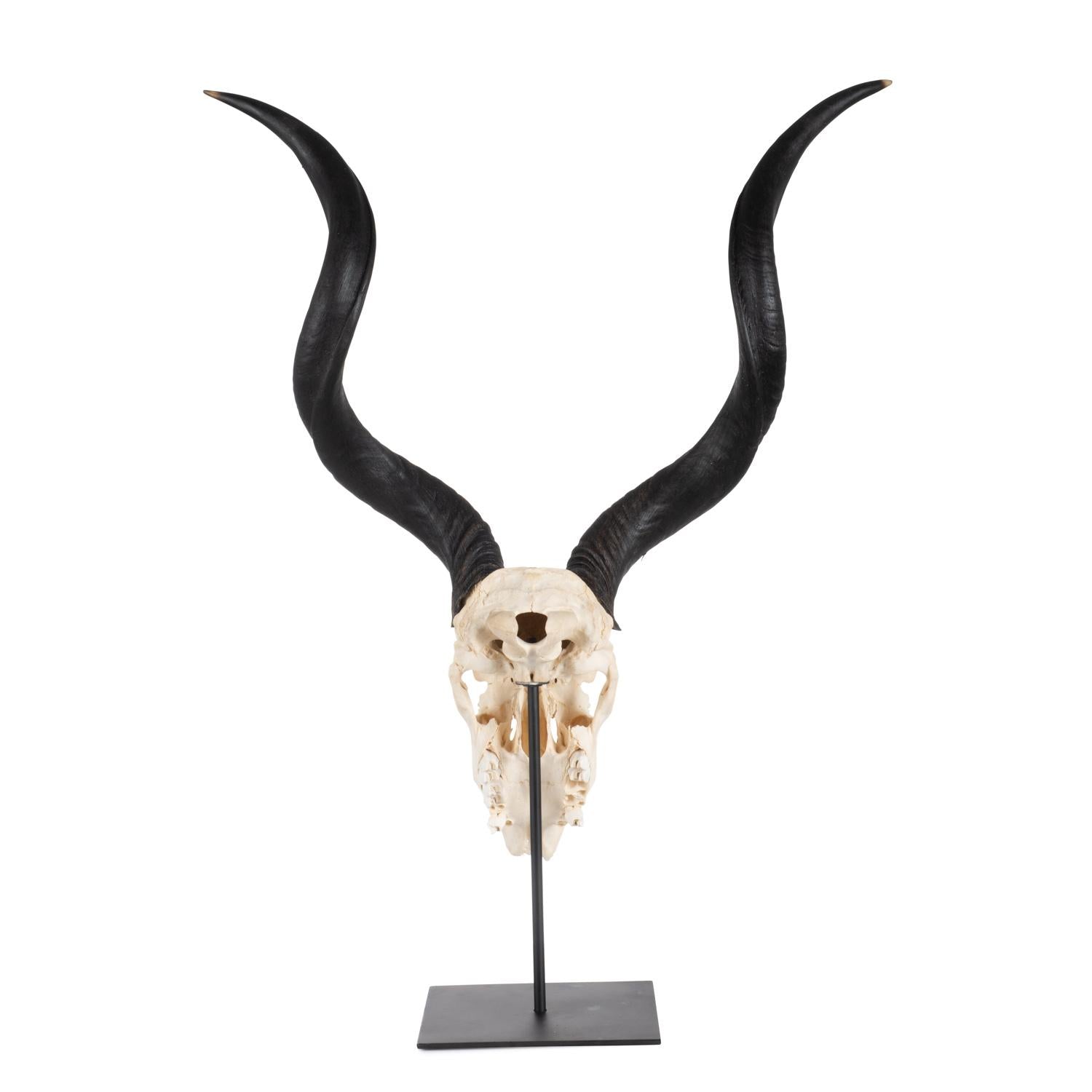 Mounted Natural Kudu Skull - Small