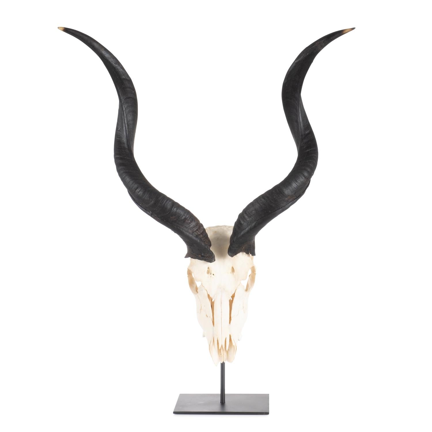 Mounted Natural Kudu Skull - Small