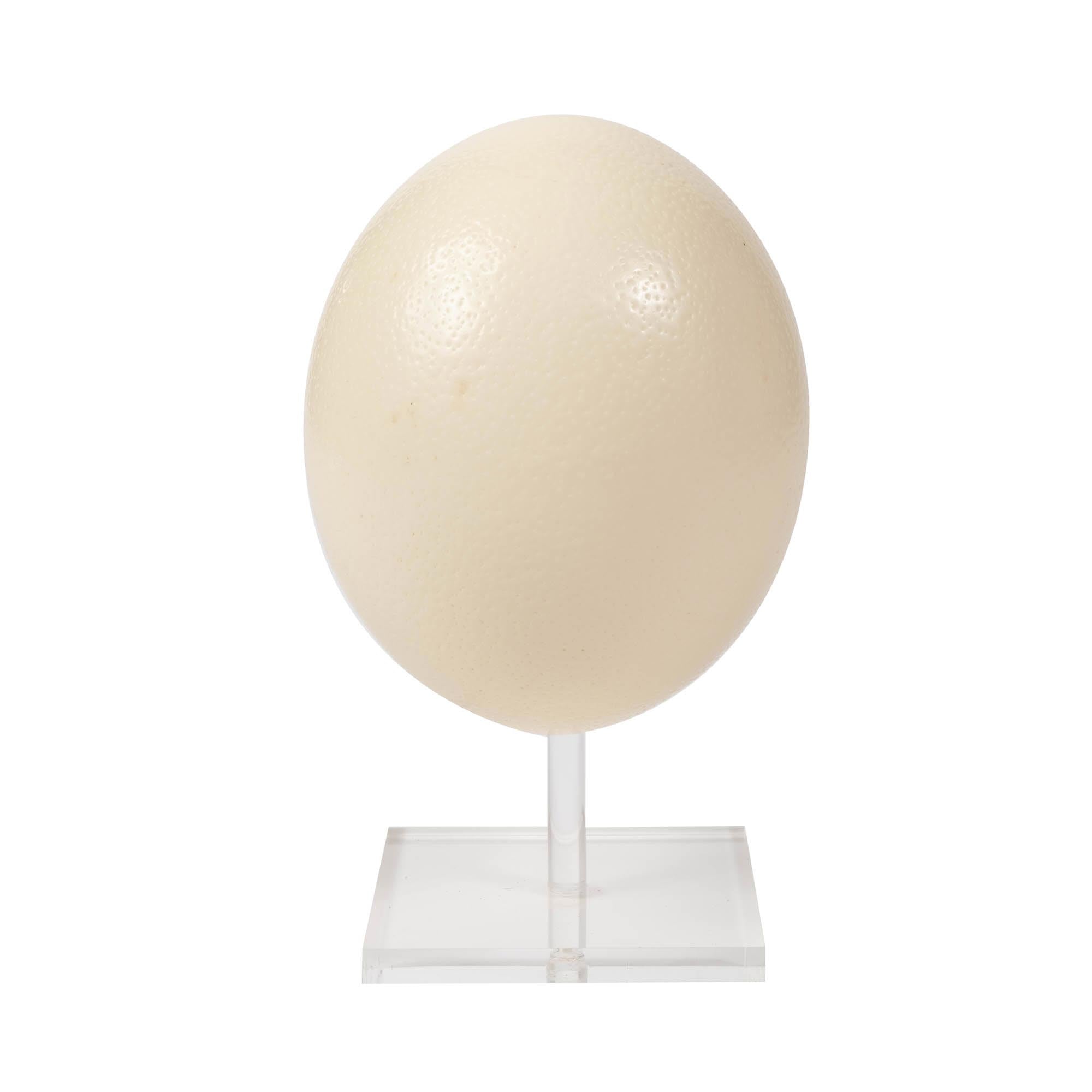 Ostrich Egg Stand - Perspex - 9"