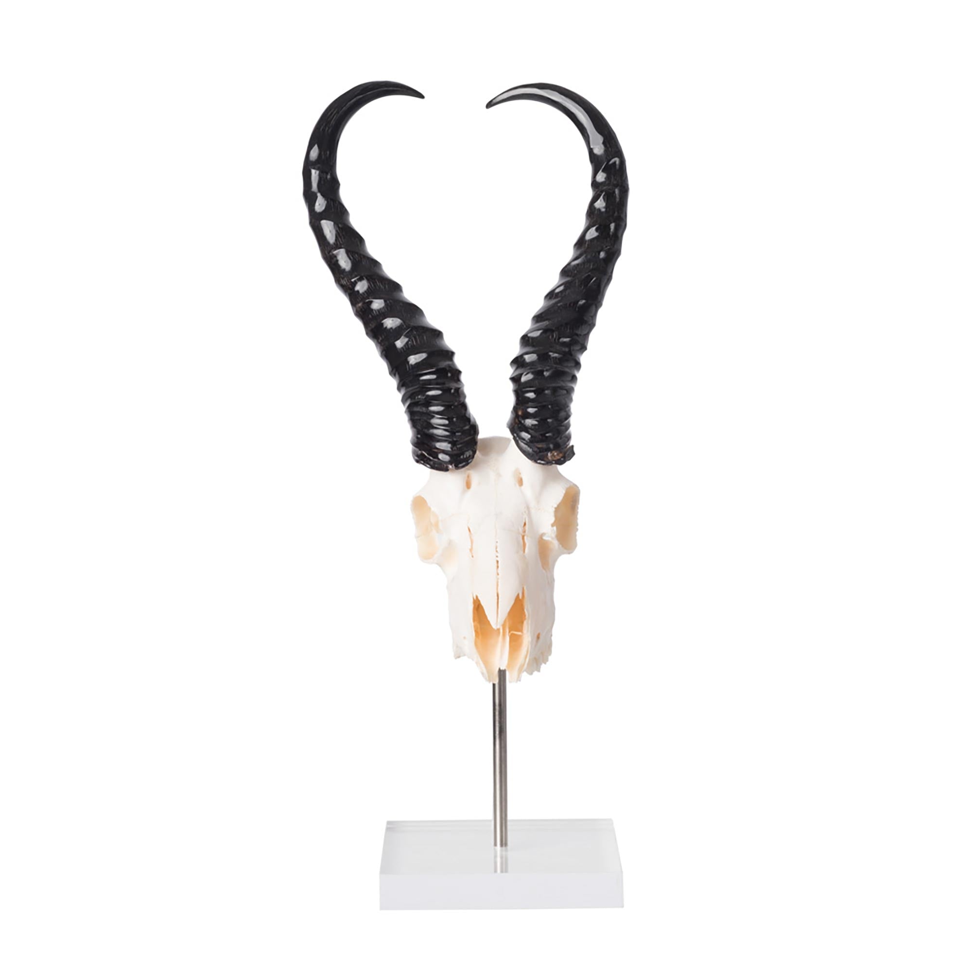 Mounted Springbok Skull