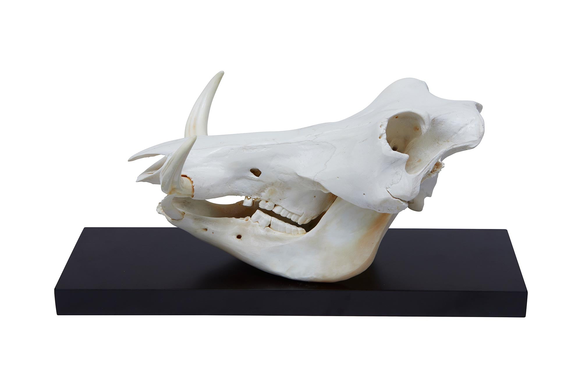 Mounted Warthog Skull