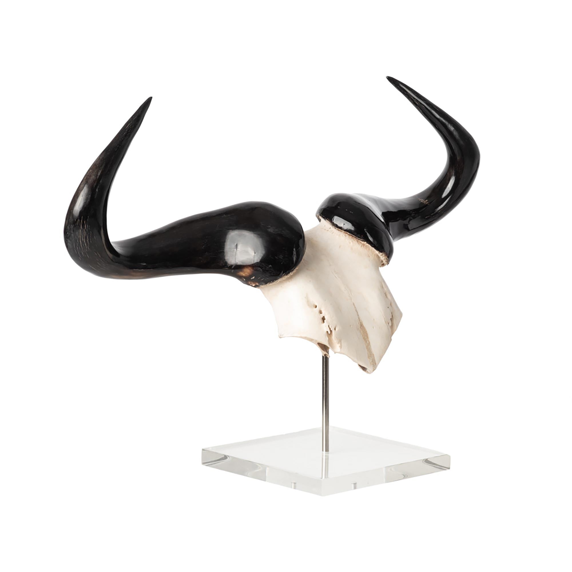 Mounted Wildebeest Skullplate