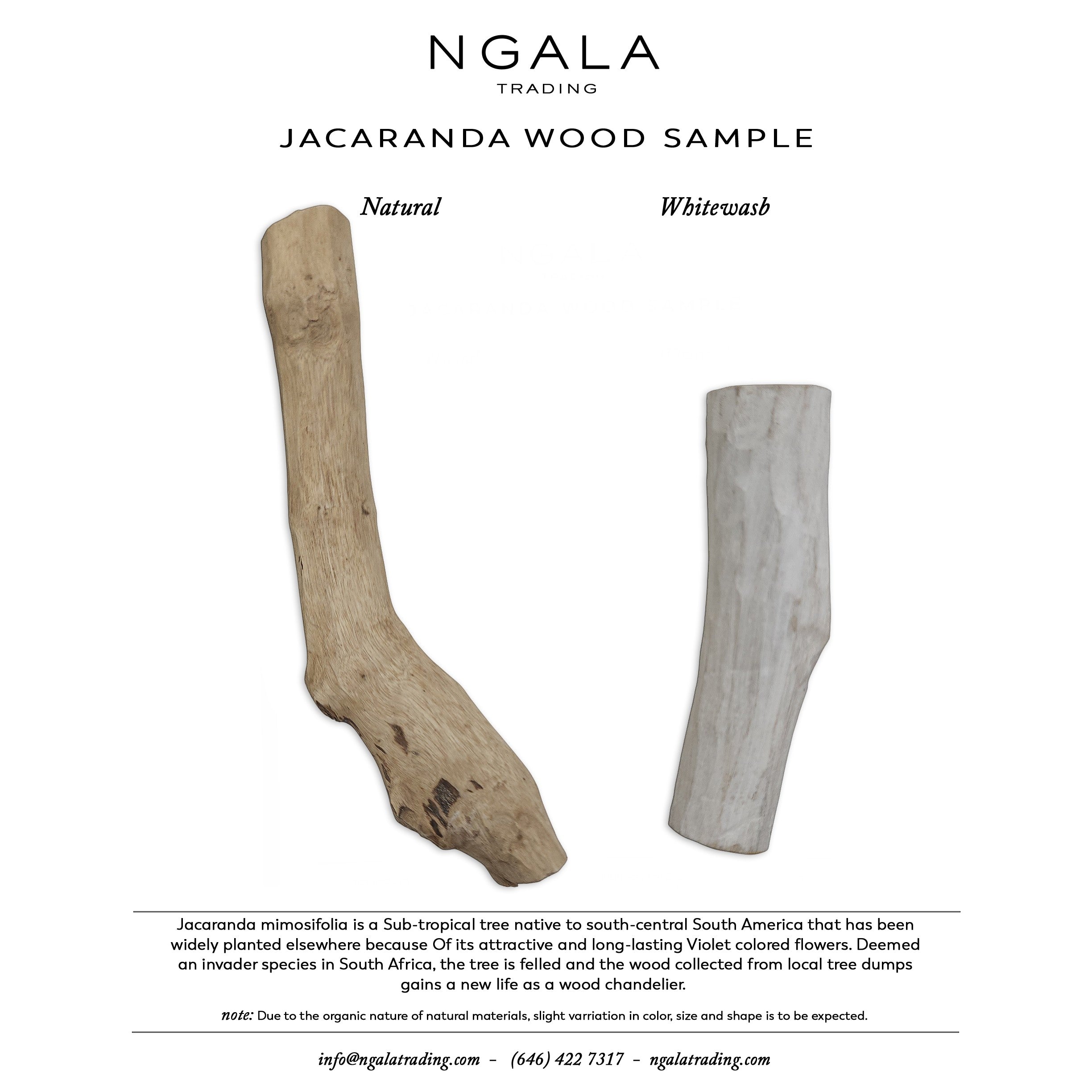 Jacaranda Wood Twig Sample