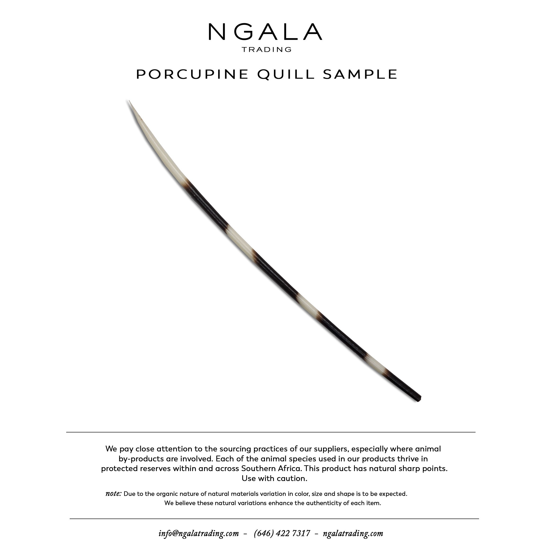 Porcupine Quill Sample