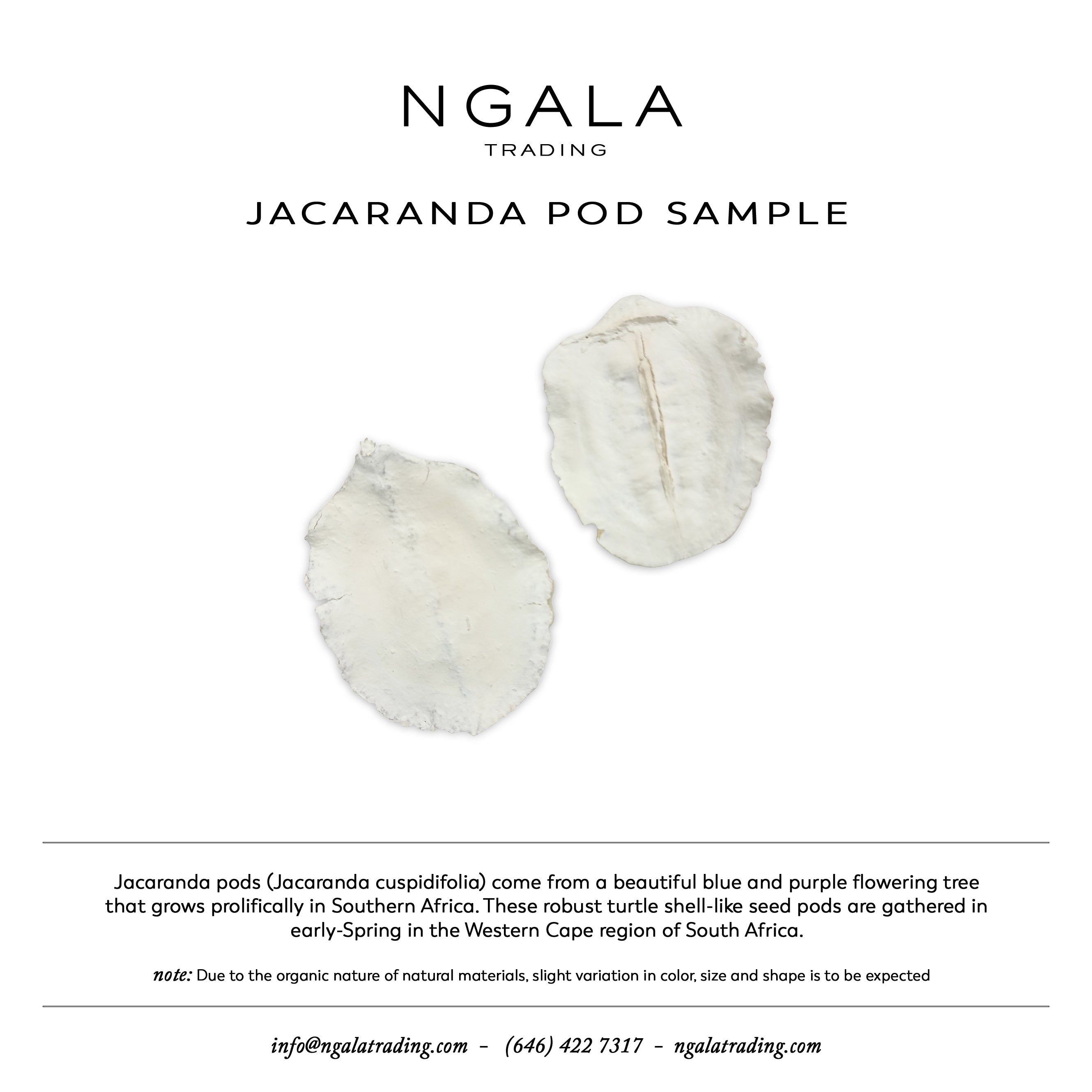 Jacaranda Pod Sample