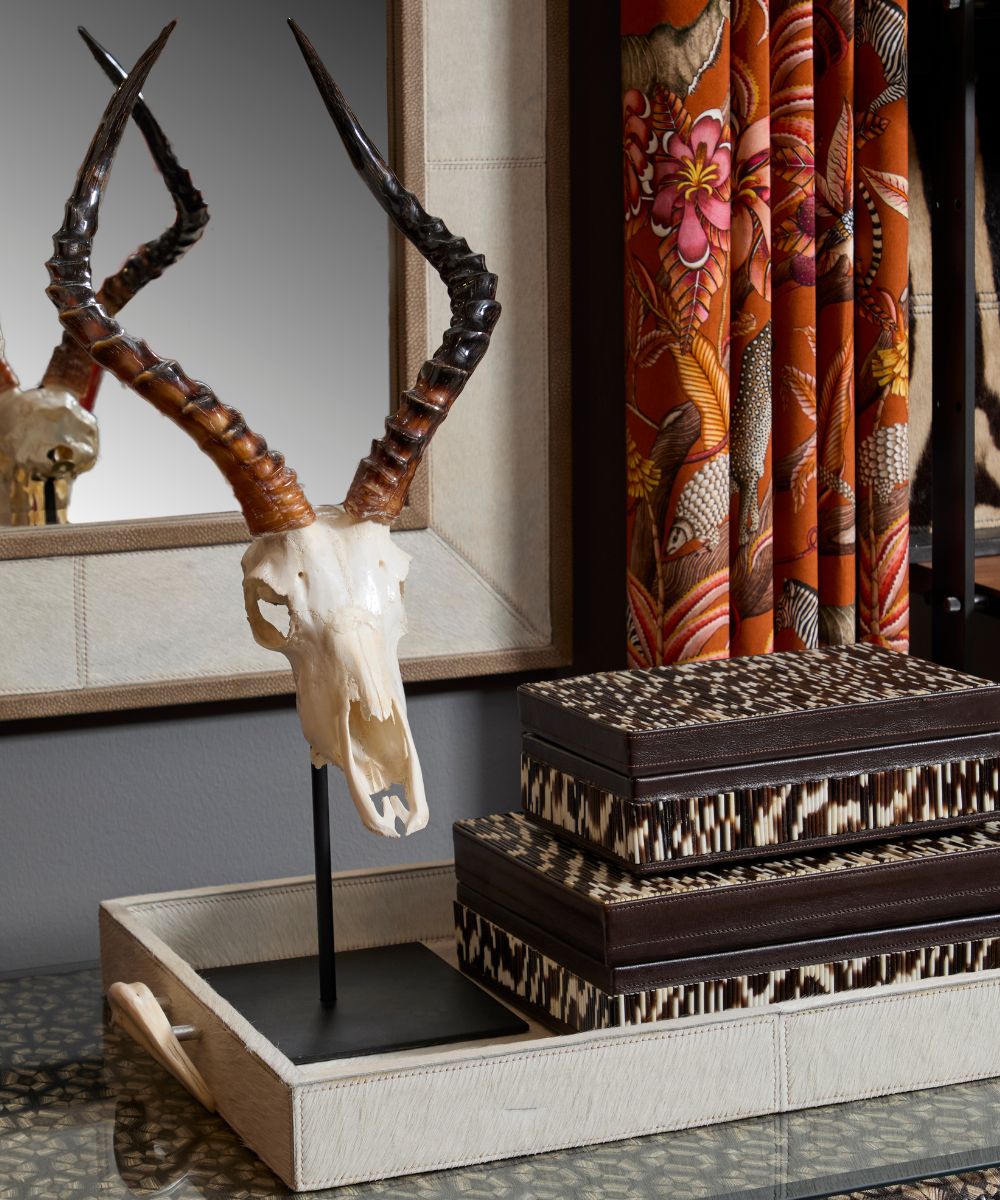 Mounted Impala Skull