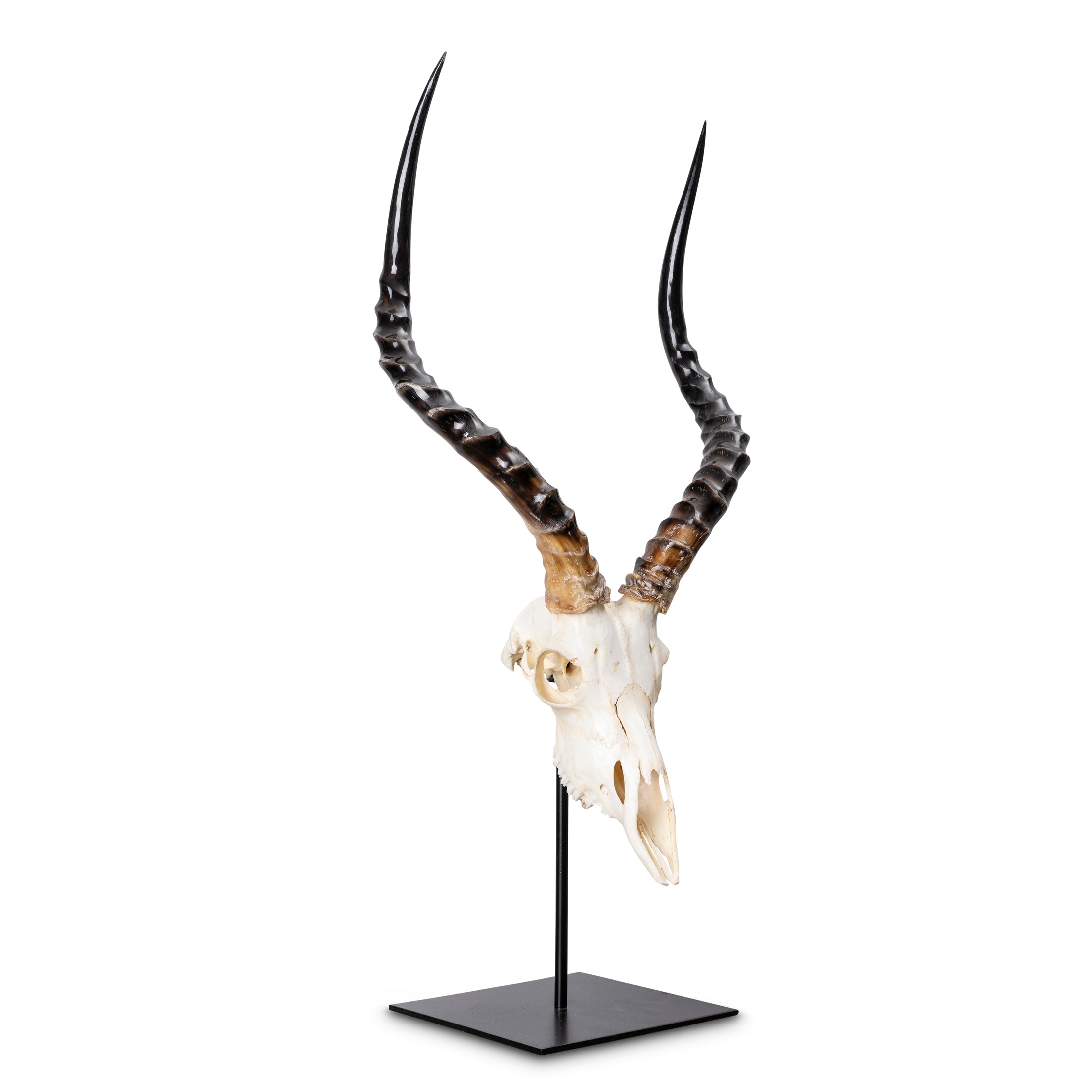 Mounted Impala Skull