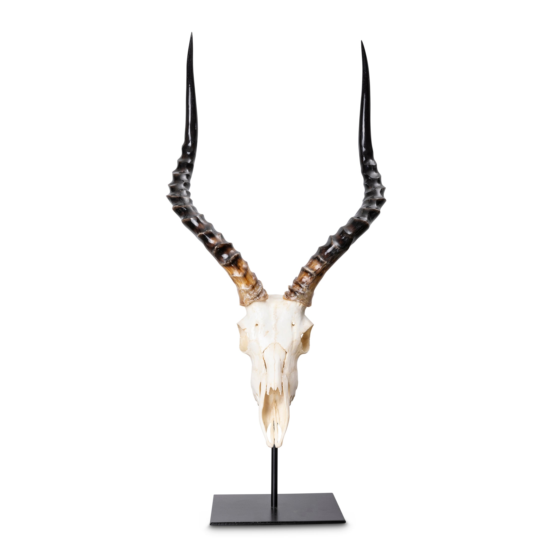 Mounted Impala Skull