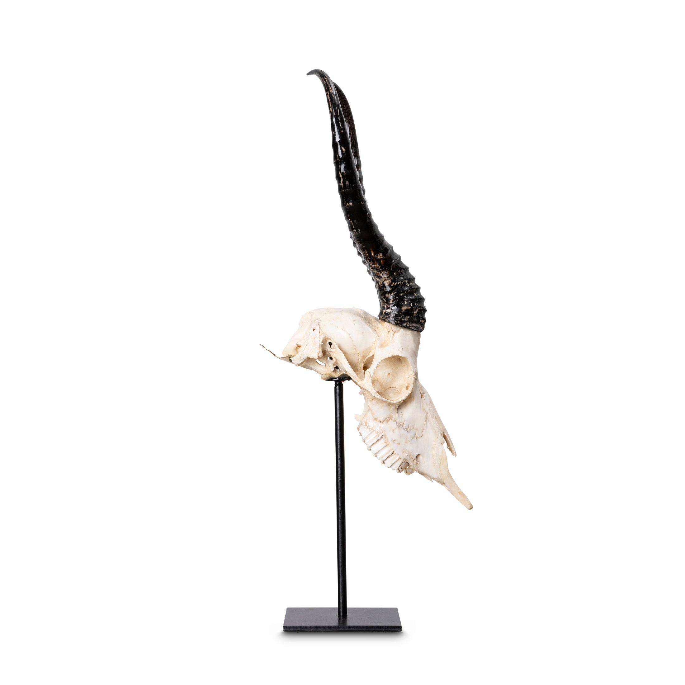 Mounted Springbok Skull