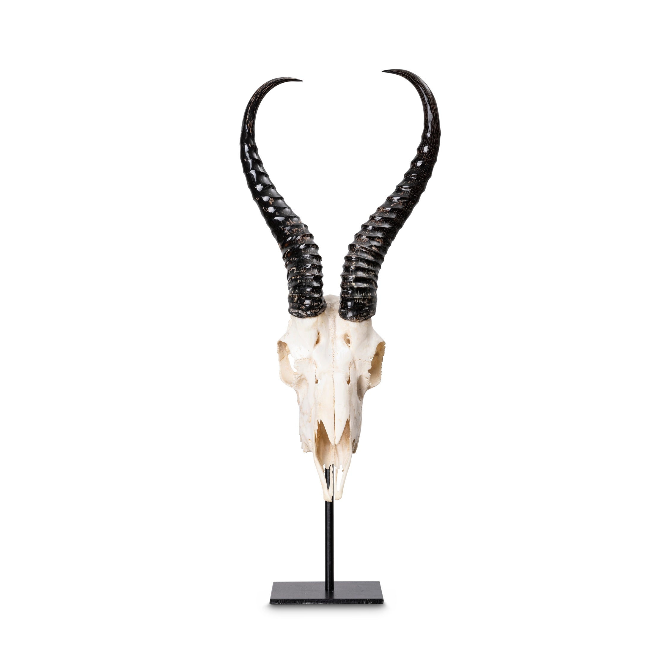 Mounted Springbok Skull