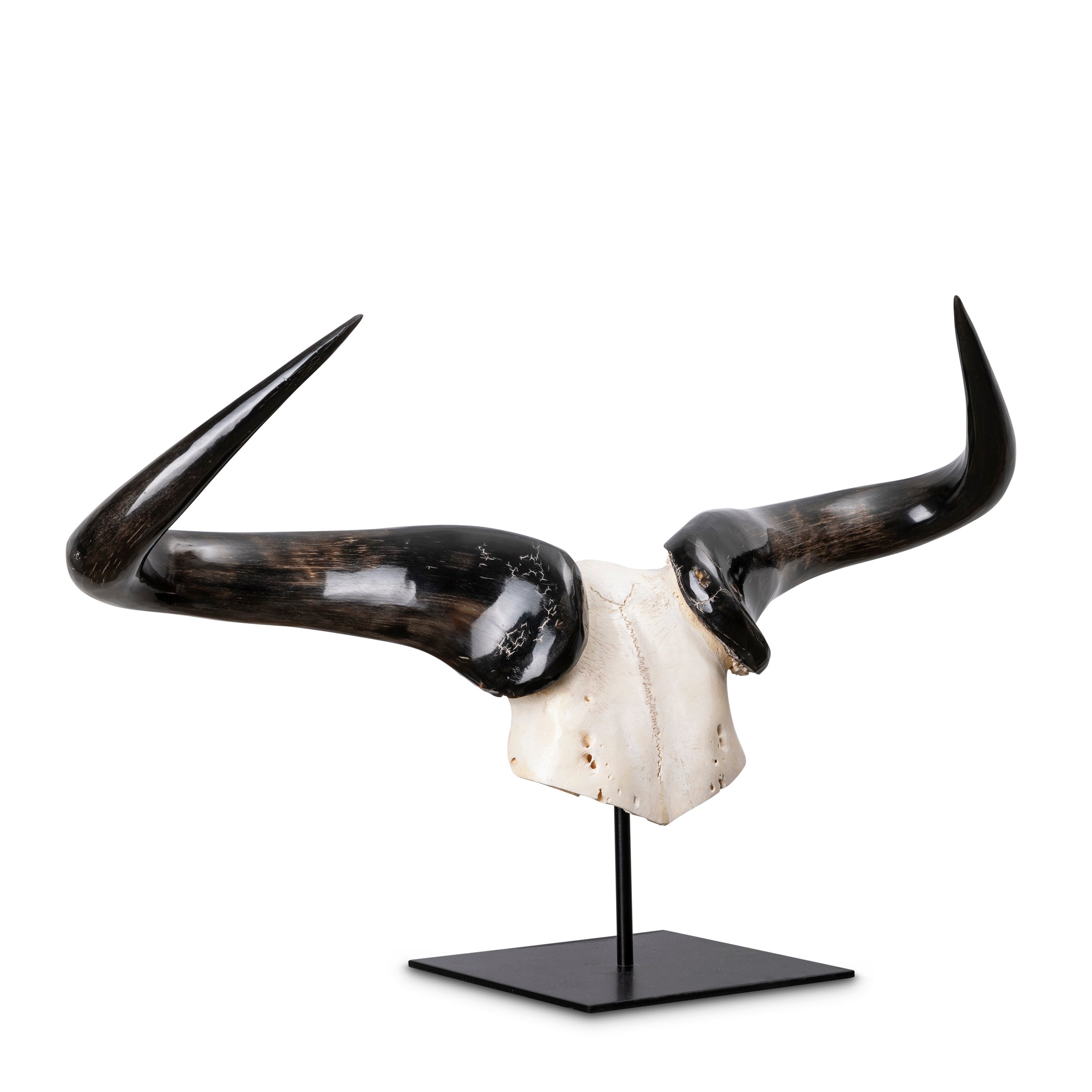 Mounted Wildebeest Skullplate