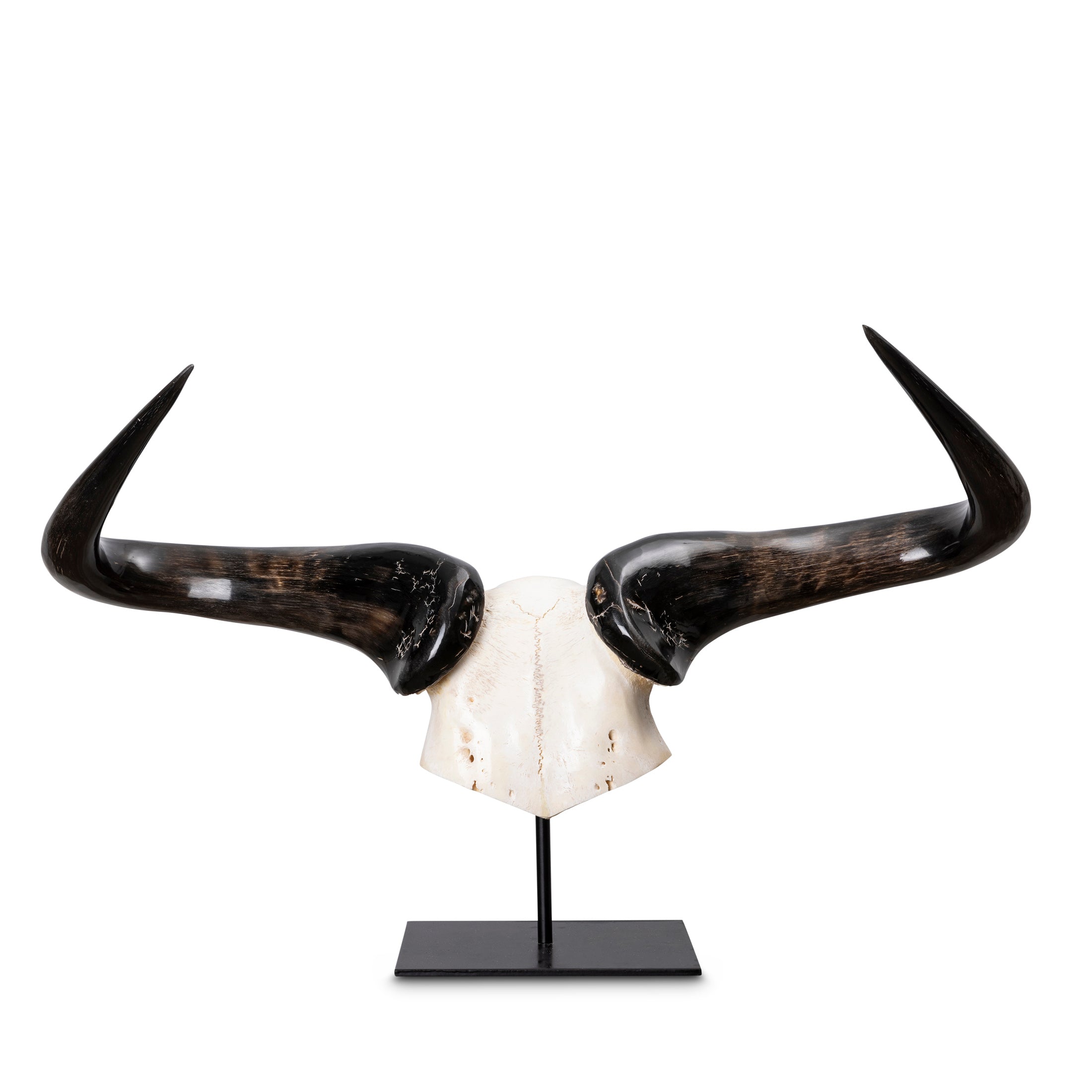 Mounted Wildebeest Skullplate