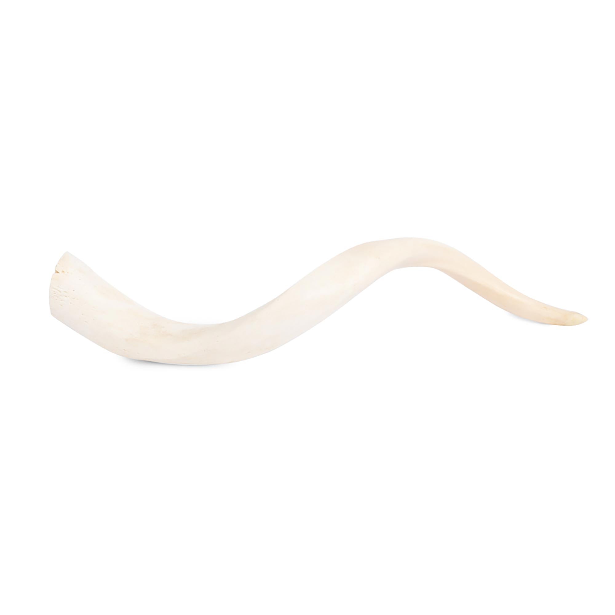 Kudu Inner Horn - Medium